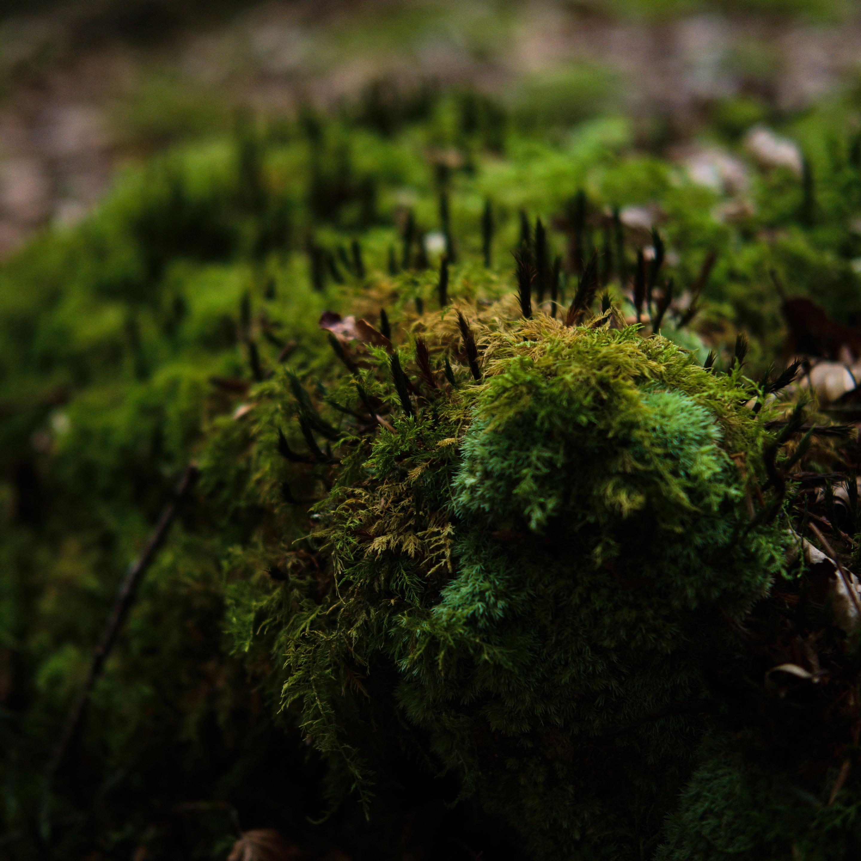 Photo de la mousse sur une souche dans la forêt