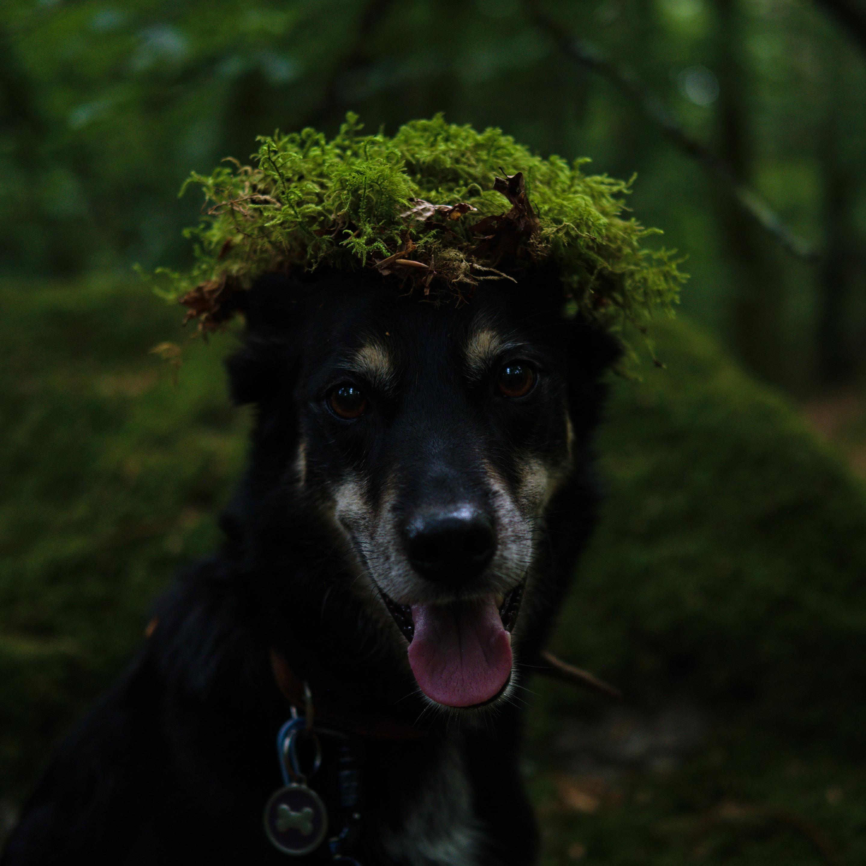 Photo d'un chien rigolo regardant l'objectif en tirant la langue avec son collier nonos et de la mousse sur la tête