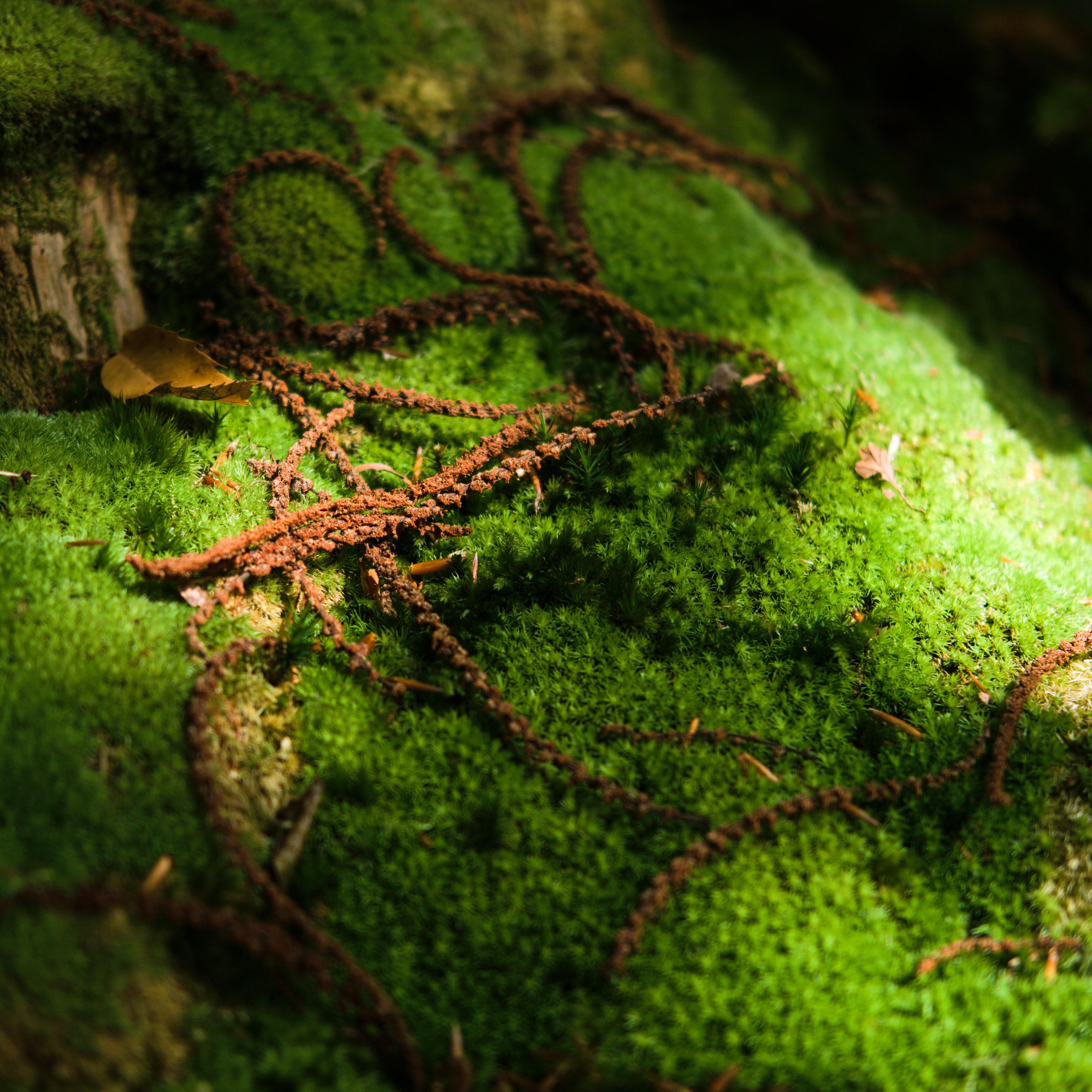 Photo de mousse sur une souche dans la forêt