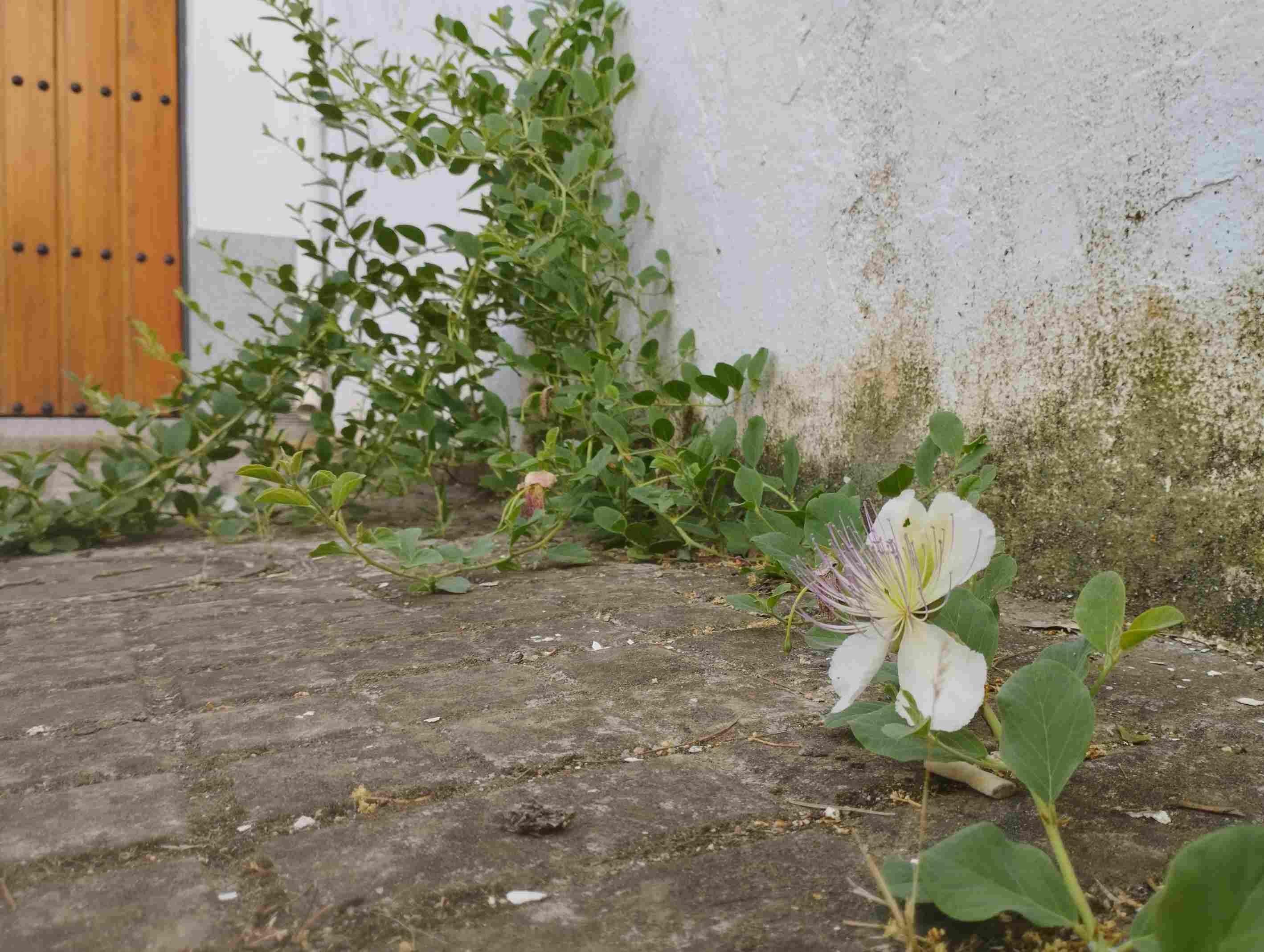 Fotografía de una planta de alcaparras avanzando por el suelo de una calle saliendo de un muro blanco. En primer plano una flor blanca con estables finos y morados.