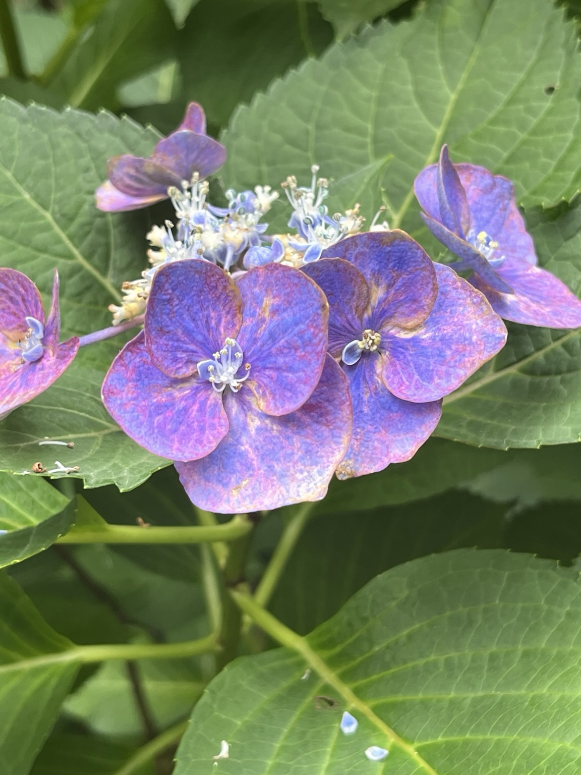 A few bright purple hydrangea blooms