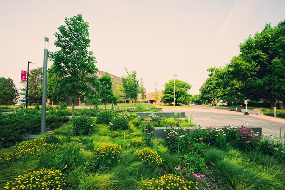 Garden with long green stamped sown grass with patches of yellow and purple flowers with road and moderate sized trees