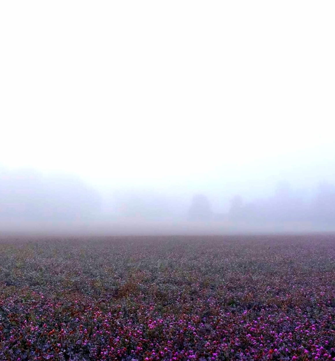 Es ist neblig. Im Hintergrund erkennt man gerade noch die Baumgrenze. Im Vordergrund ist ein Kleefeld und bildet einen rosafarbenen Teppich.