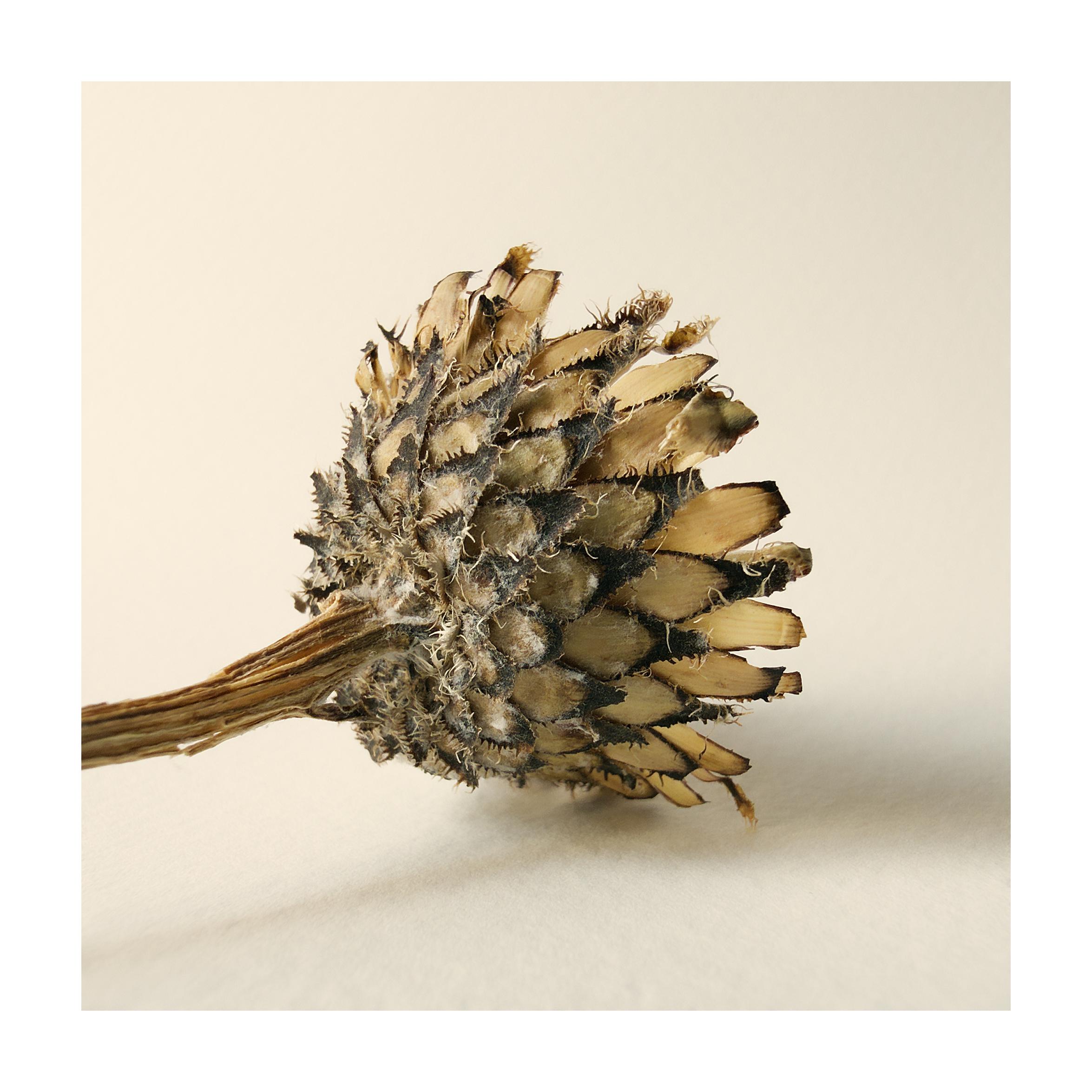 A close-up shot of the underside of the case of a seed pod shot on a plain background.