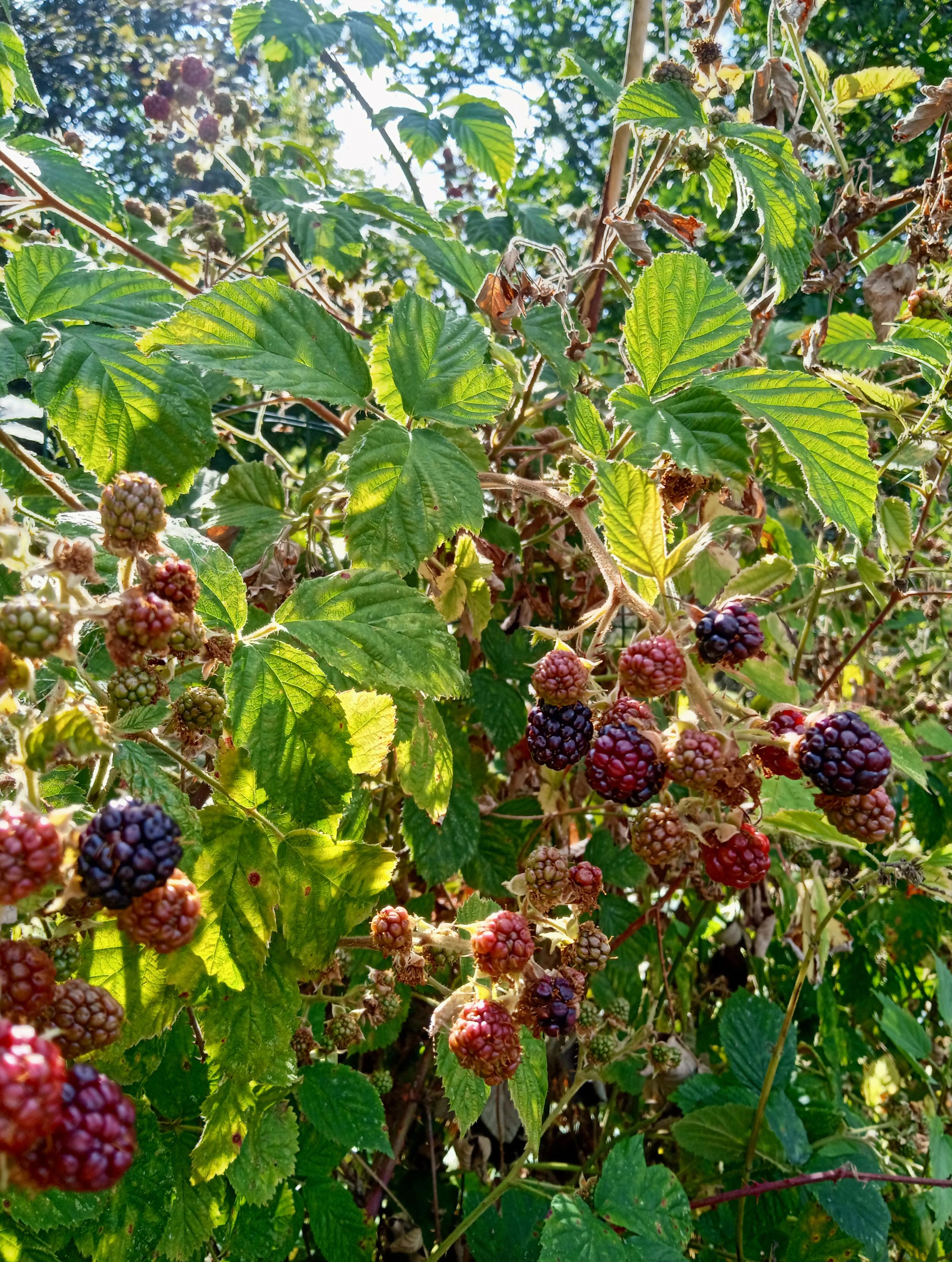 A riotous patch of blackberry plants, backlit by the sun with their leaves glowing. Masses of fruit, mostly red and unripe. A few are beginning to turn black.
