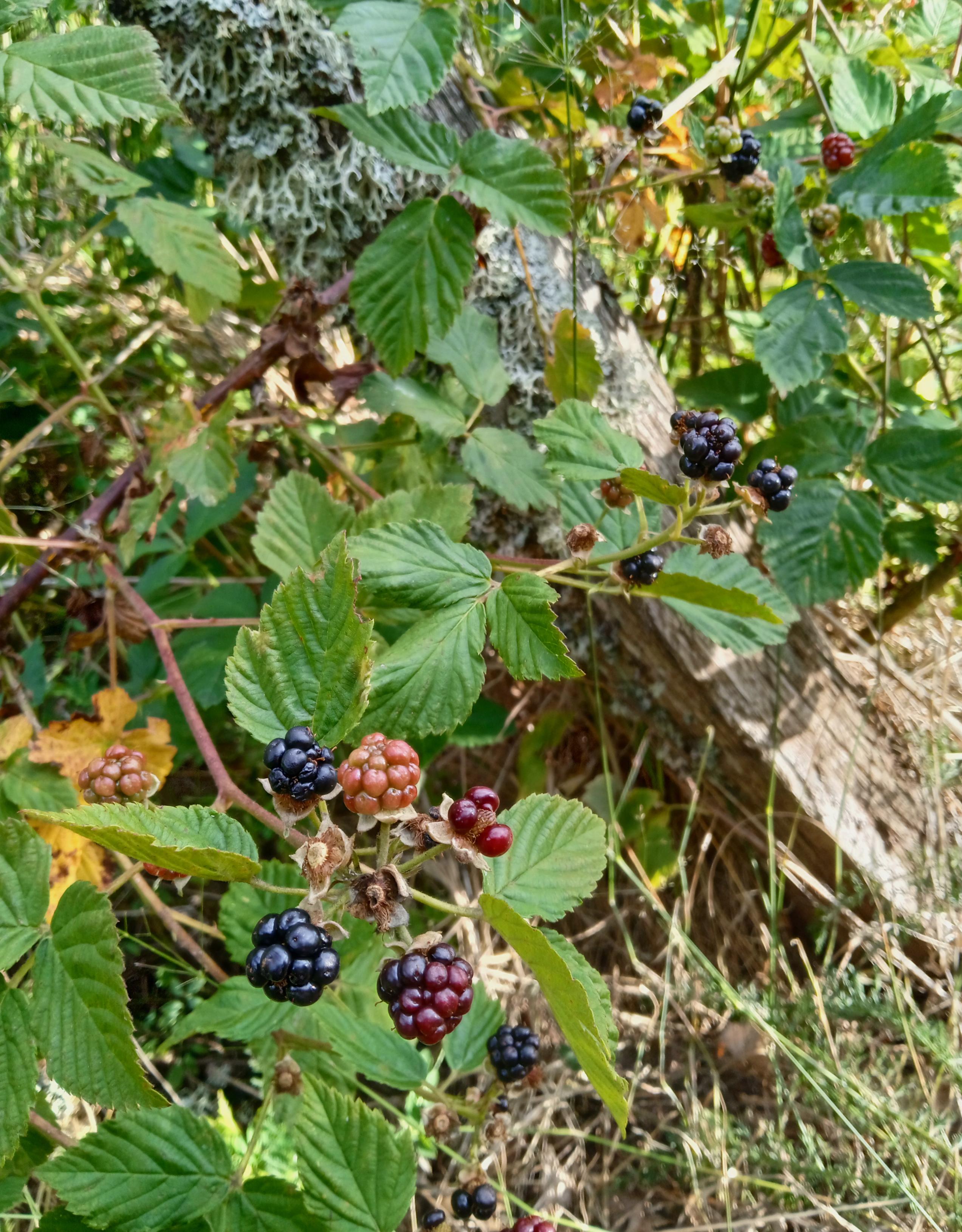 A different patch growing over an old fencepost, with smaller, actually rope blackberry fruit.