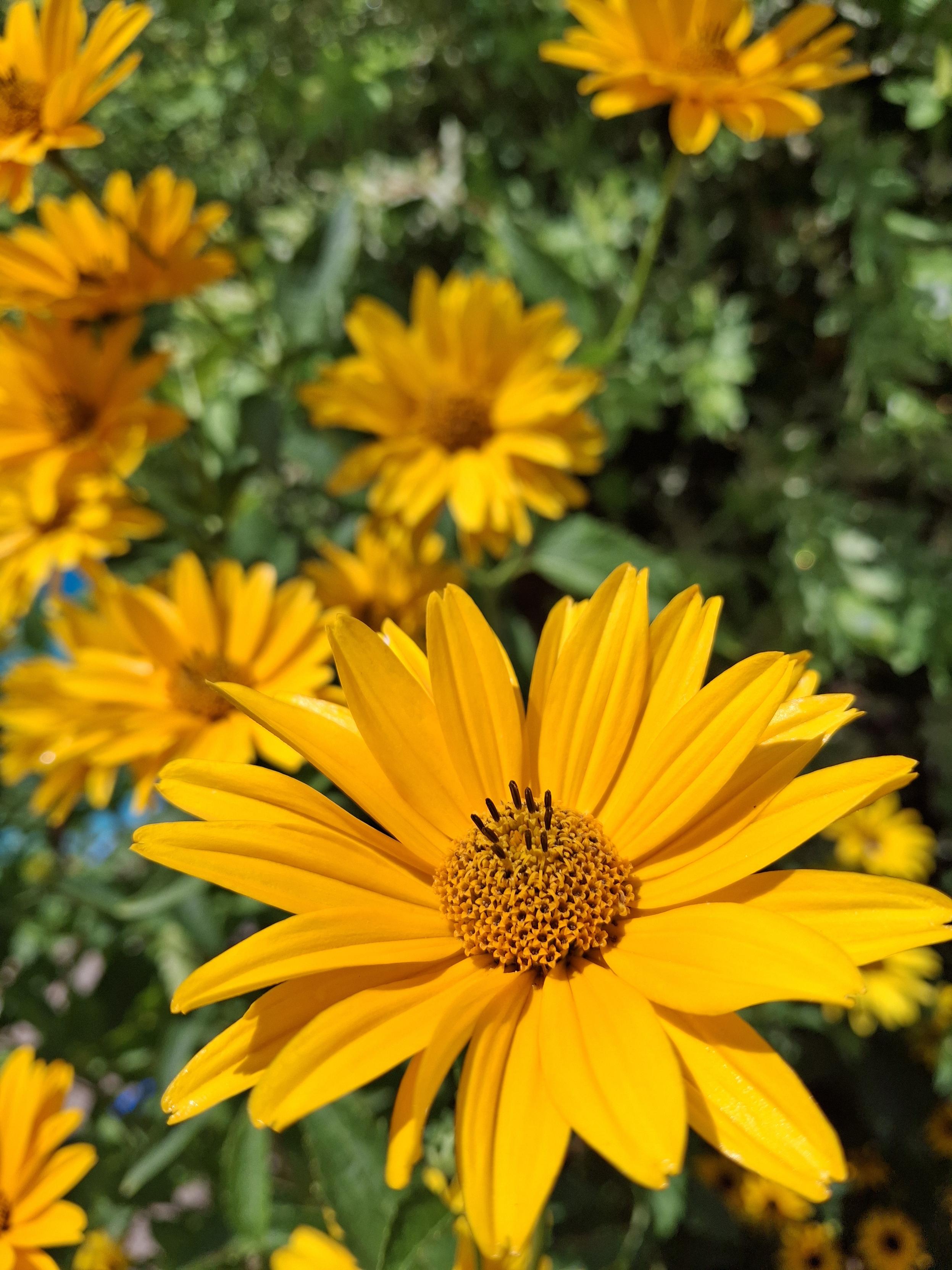 Mehrere orangene Blüten des Sonnenauges umgeben von Grün.