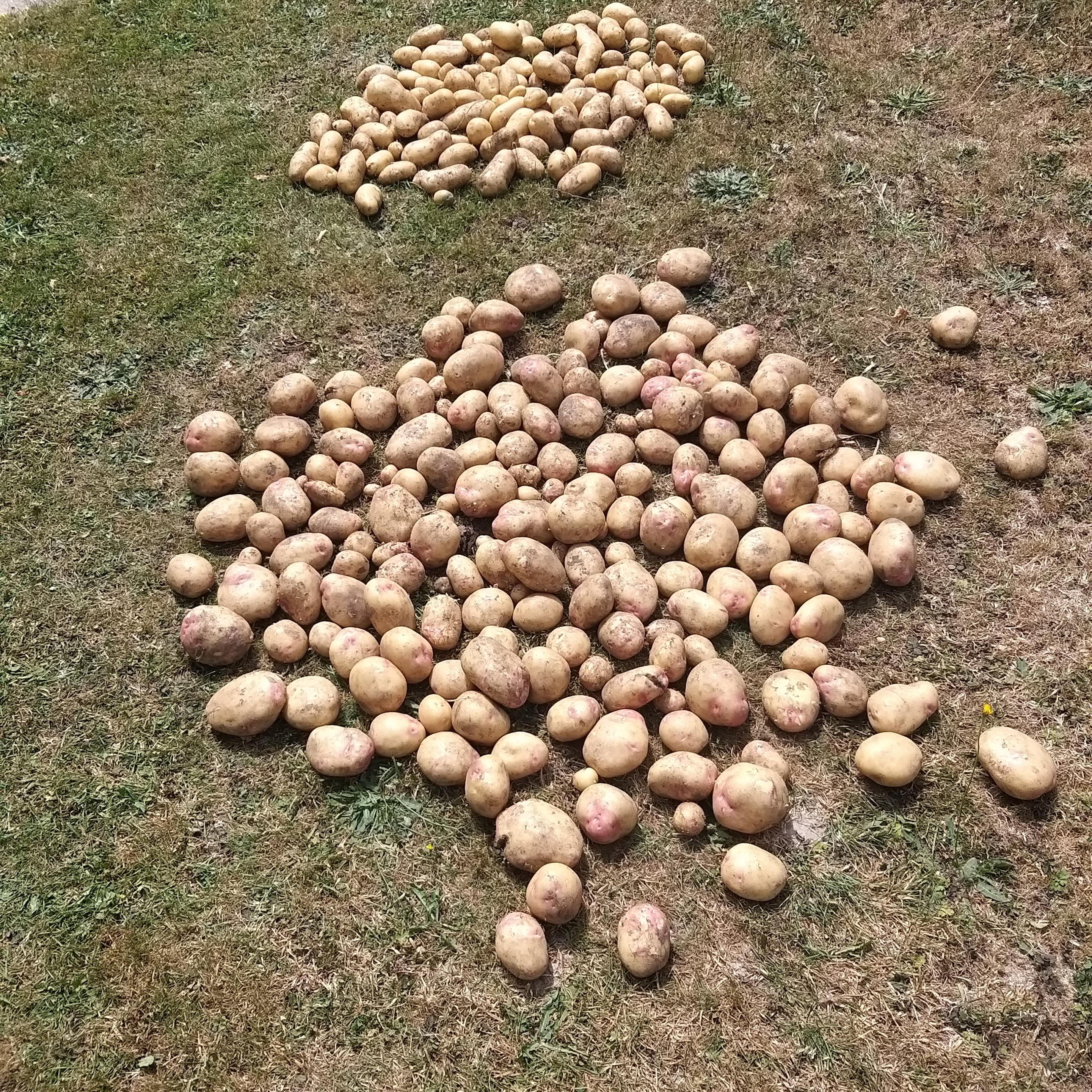 A harvest of potatoes laid out on a lawn. The group at the top are Cgarlotte and the lower harvest with a red tinge to the skin is Picasso.