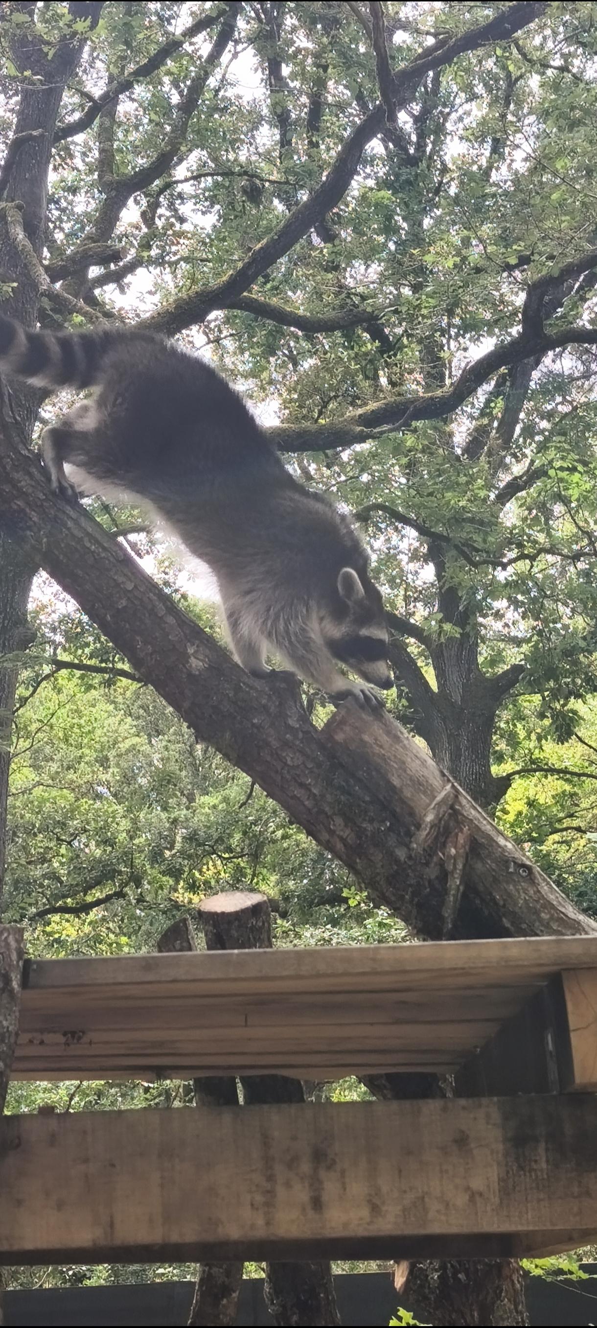 Un raton laveur descend prudemment le long d'un tronc incliné au-dessus d'une plateforme en bois, ses griffes agrippées à l'écorce. Son masque noir et sa queue annelée ressortent sur sa fourrure gris argenté. Tout autour, les branches noueuses des chênes forment une canopée dense qui filtre la lumière, donnant à la scène une ambiance de forêt sauvage. L'animal semble concentré sur sa prochaine étape, avec toute l'agilité et la malice de Meeko dans Pocahontas. 🦝🌿