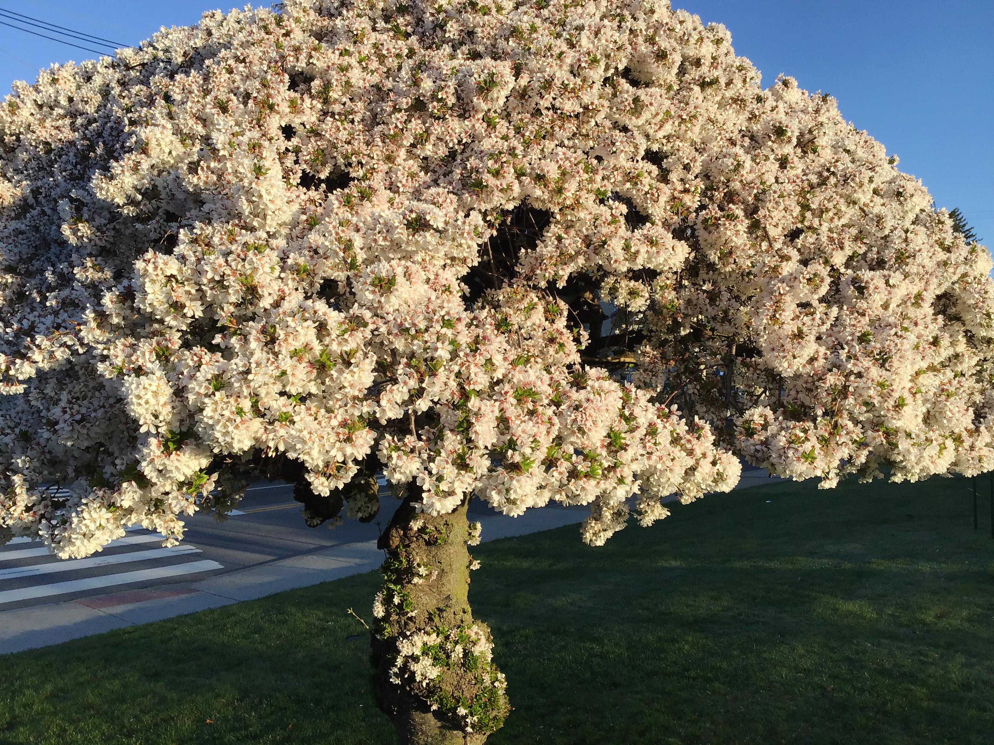 Small tree exploding in white blossoms in bright sunlight.