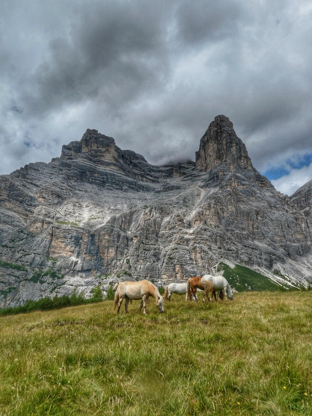 A dramatic view of Monte Pelmo in the Dolomites, with its rugged, gray rock faces rising steeply against a stormy sky filled with dark, swirling clouds. In the foreground, a group of light-colored horses grazes peacefully on a lush, green meadow, creating a striking contrast between the wild beauty of the mountain and the serene pastoral scene below.