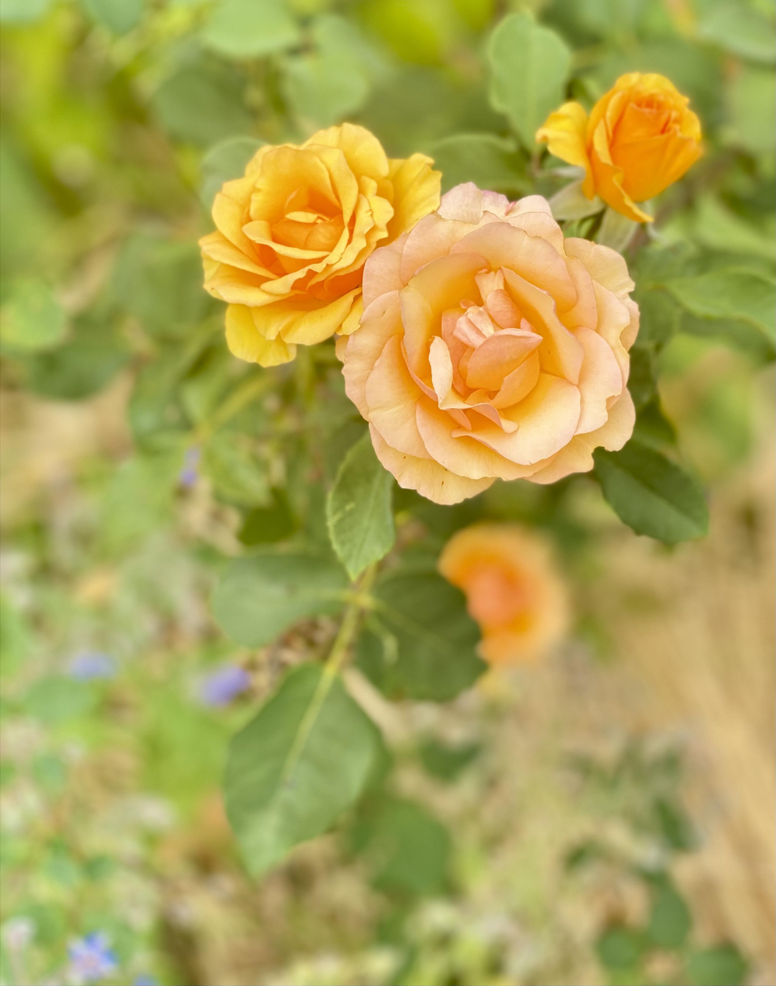 Orange yellow roses