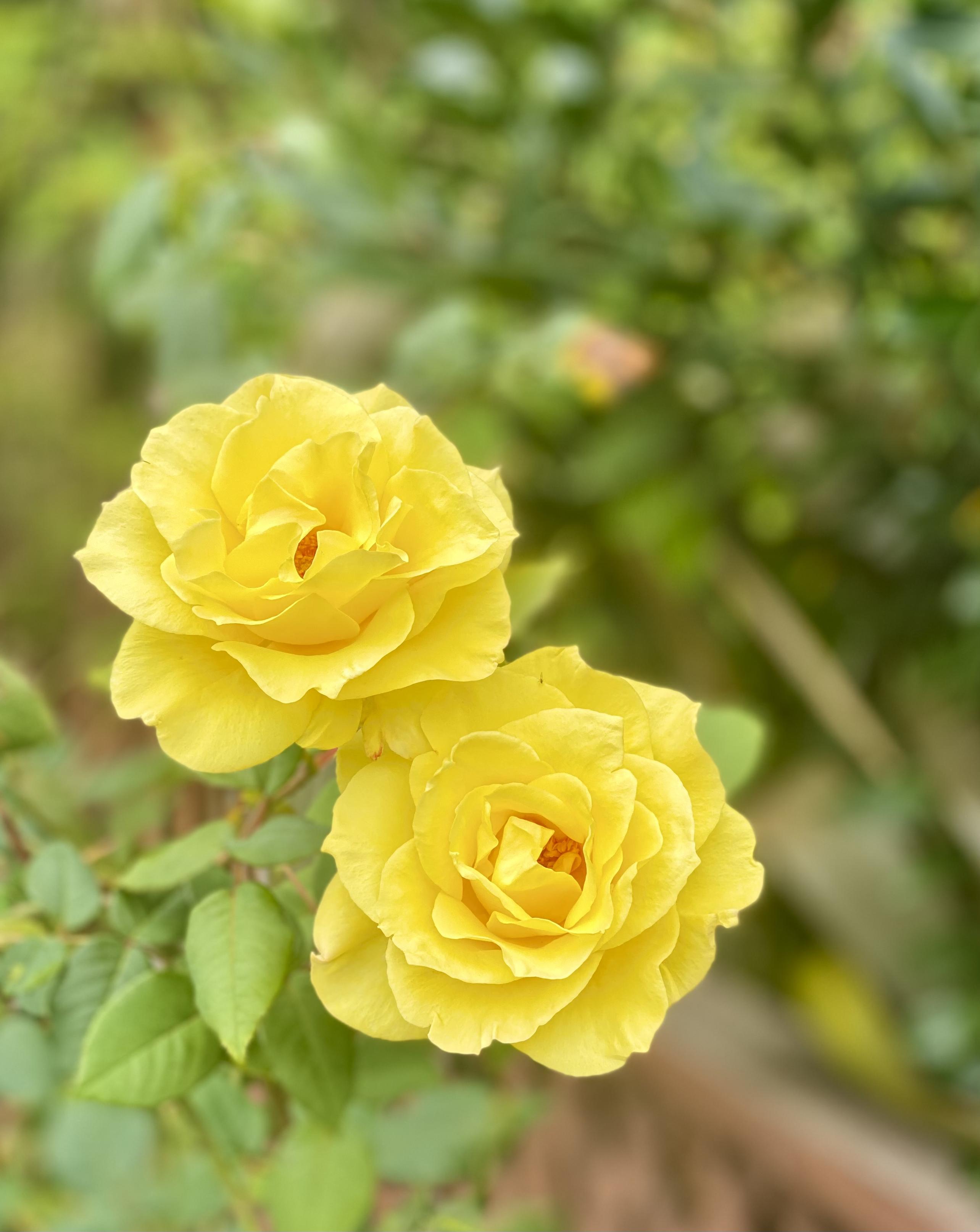 Couple of yellow roses