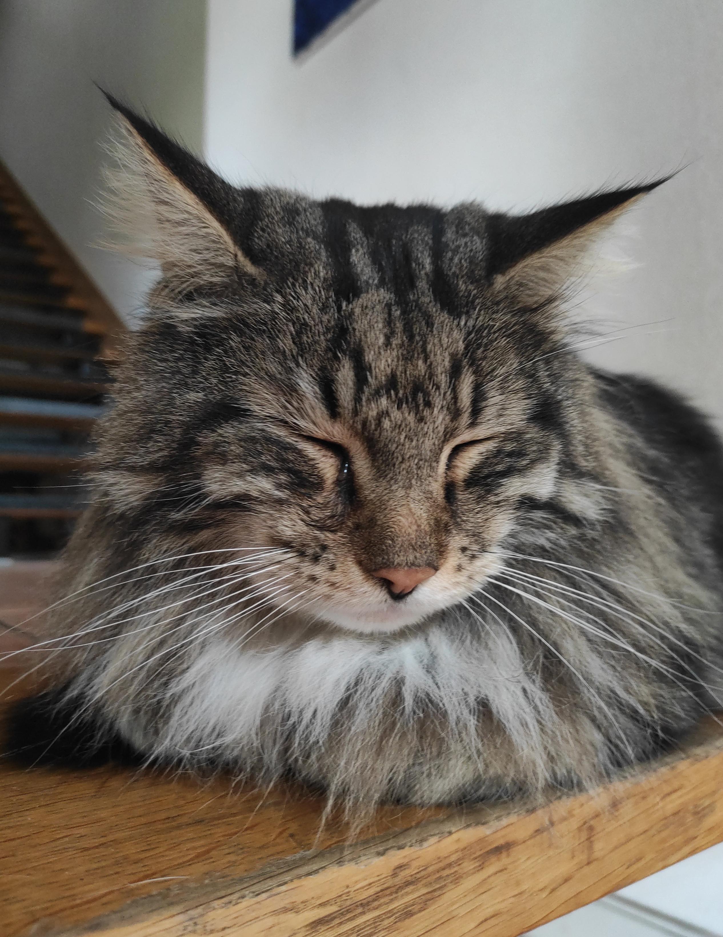 Photo Portrait of a grey brown white black cat face  with closed eyes.