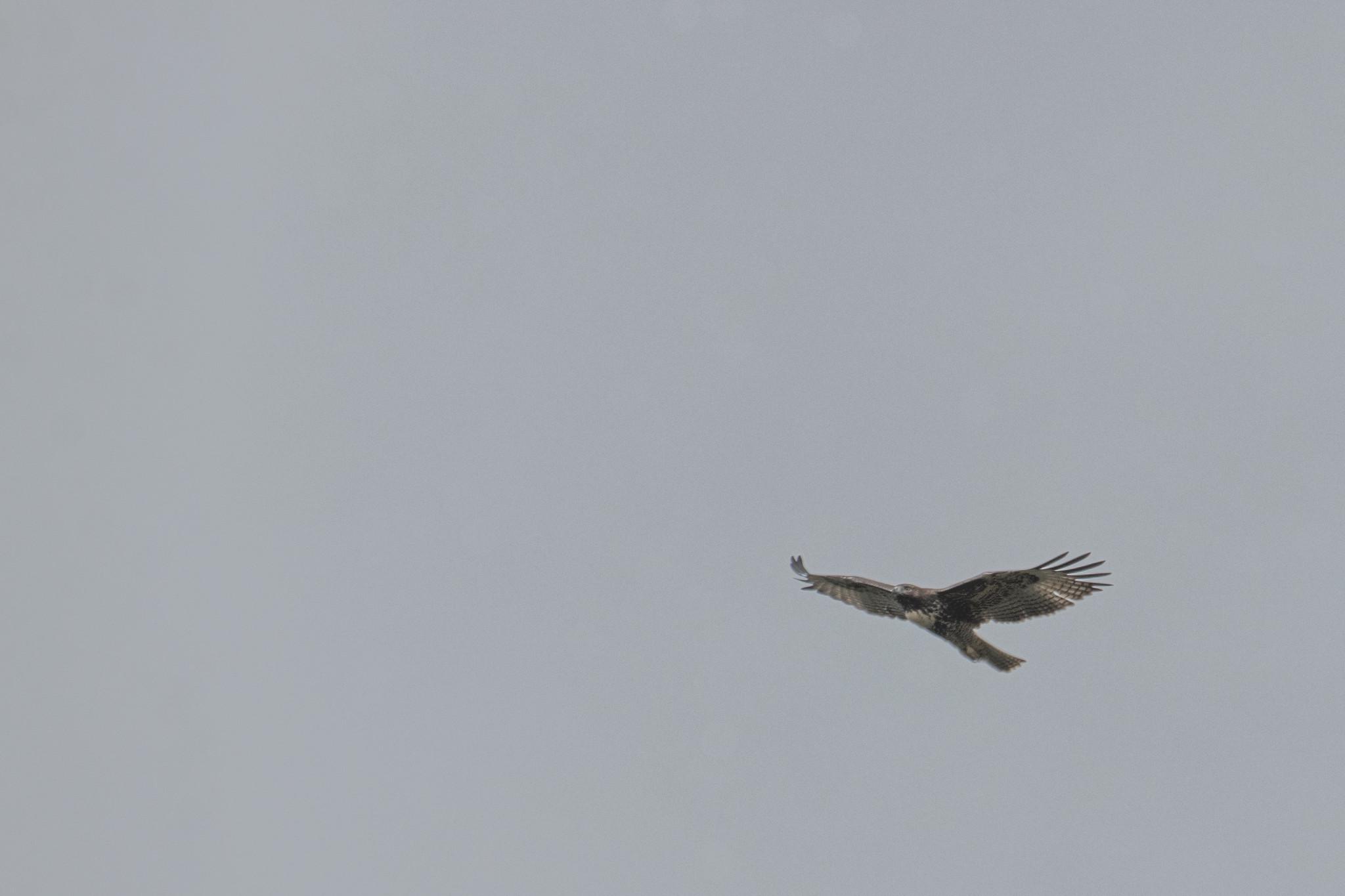 Around here, if you see a hawk in the sky and you don't know what it is, the safe bet is that it's a red-tailed hawk.  

If it's in the sky and making a lot of noise, or closer to the ground doing stupid stuff that might get it killed, and/or it looks like a hawk but it doesn't have a red tail, then it's probably a juvenile red-tailed hawk.

This one is just beautiful.  Bold striations on the under sides of its outstretched wings, a lovely grey-ish face, a bright white bib (which is called a belly band) around the top of its breast.  

I have gotten used to looking up and seeing red-tailed hawks around.  I hope that never changes.  I don't take photos of all the red-tailed hawks that I see.