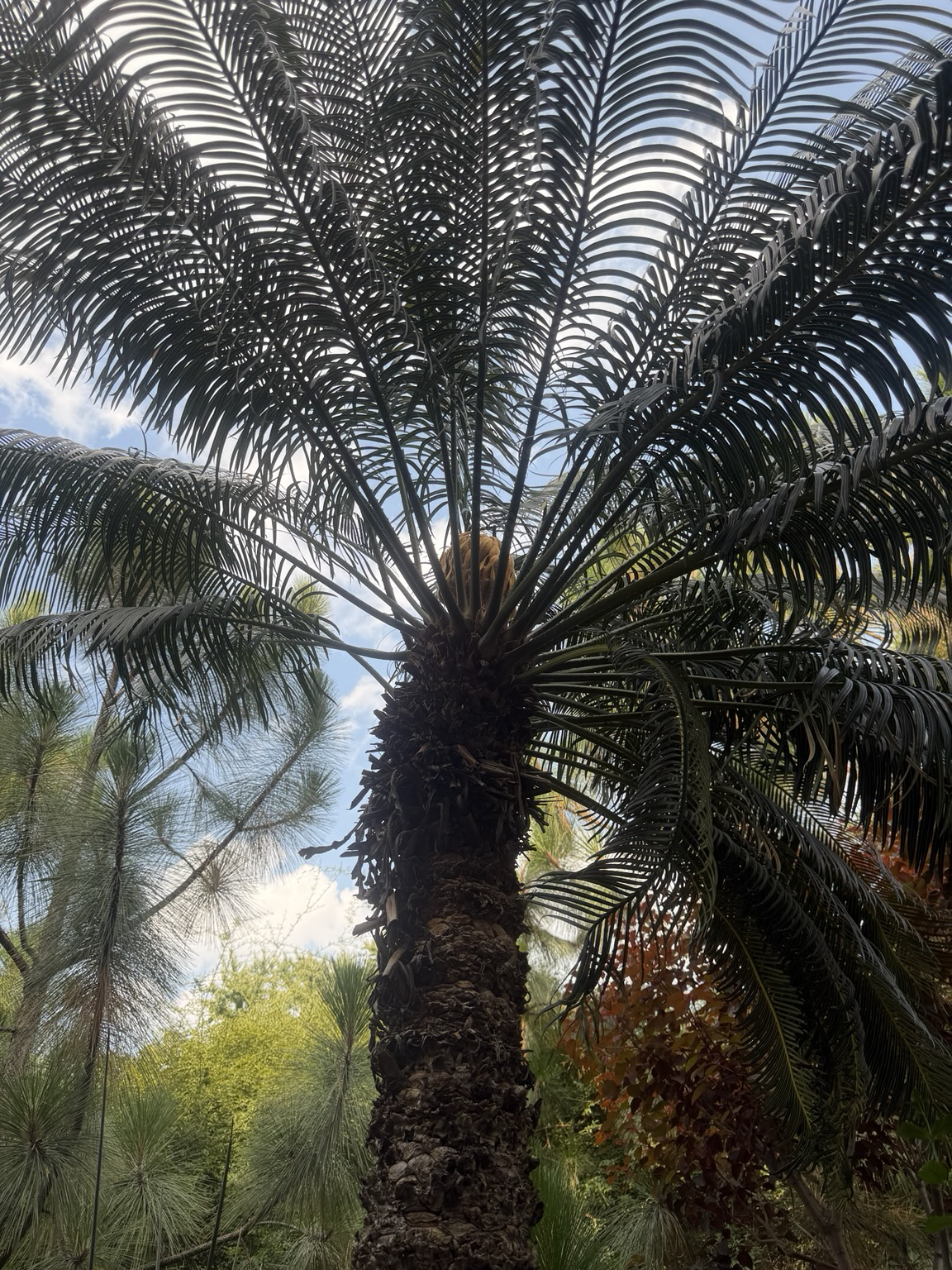 Looking up at a palm, its branches and leaves radiating outward to fill the frame.