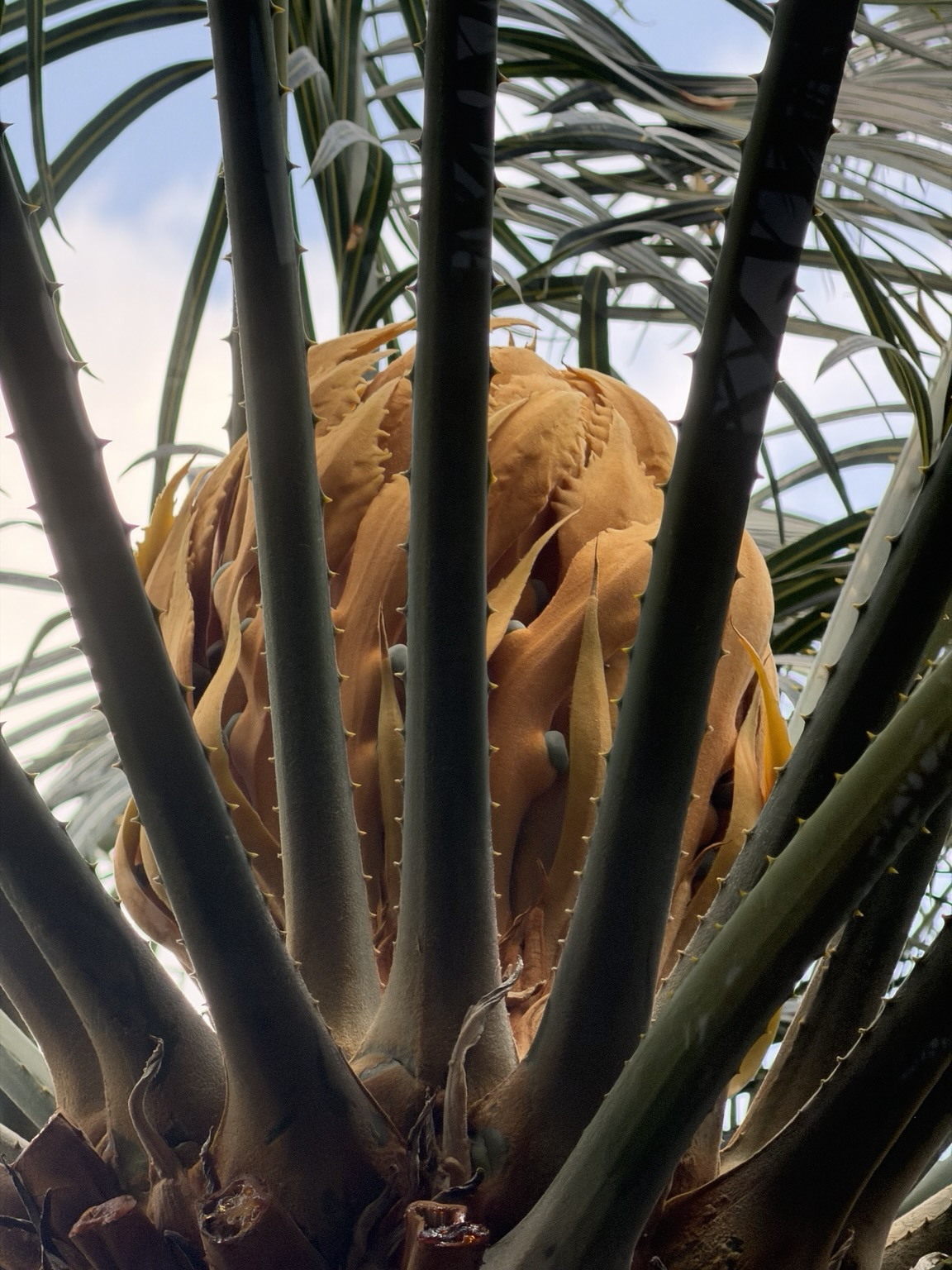 View of the top of the palm tree’s trunk.