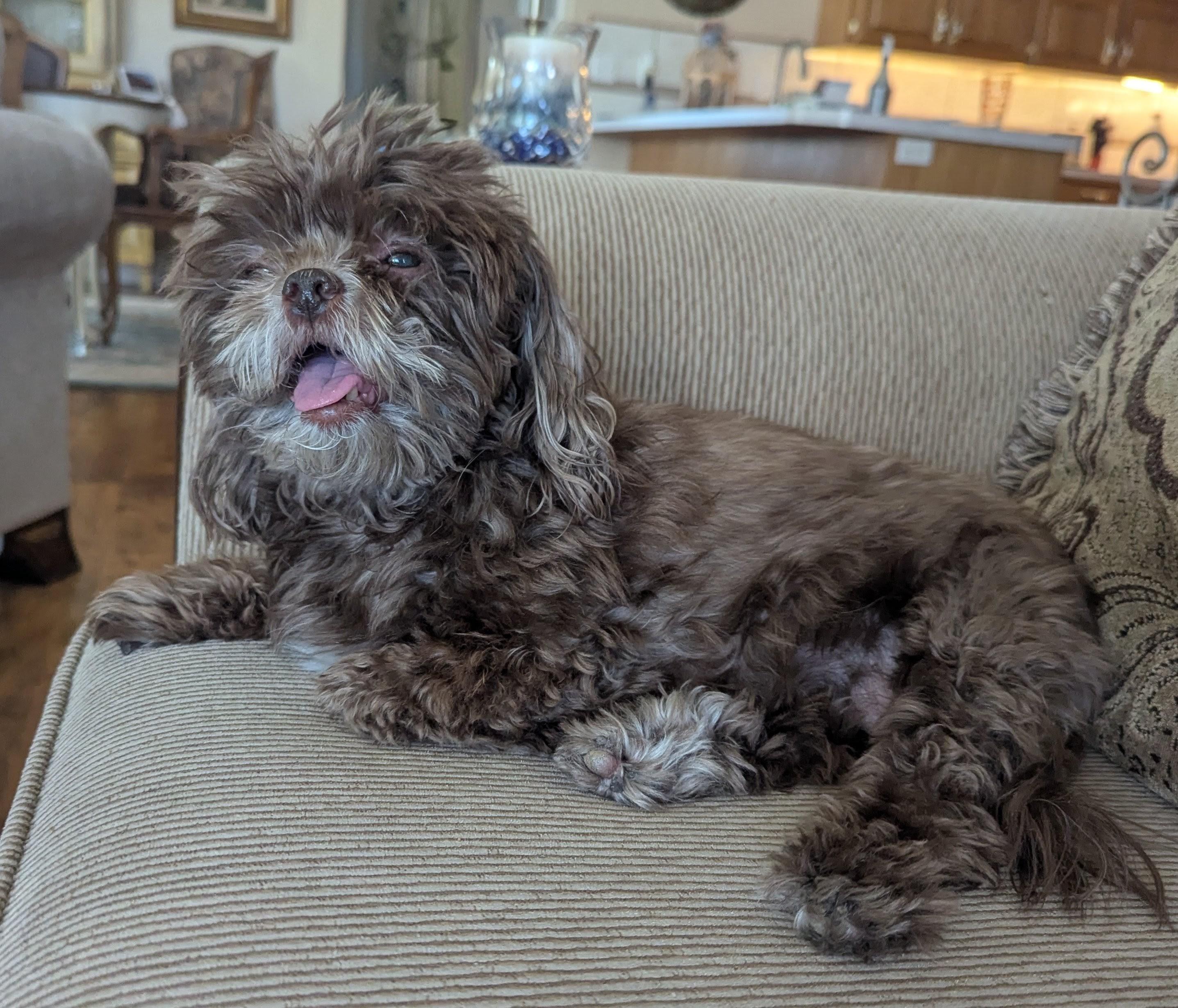 7 lb brown, half shih tzu dog lying on a tan couch with her mouth open and tongue showing, her eyes are half open as well and she looks like she is high on drugs but she's just hot from getting home from a long walk. This dog does not enjoy exercise.