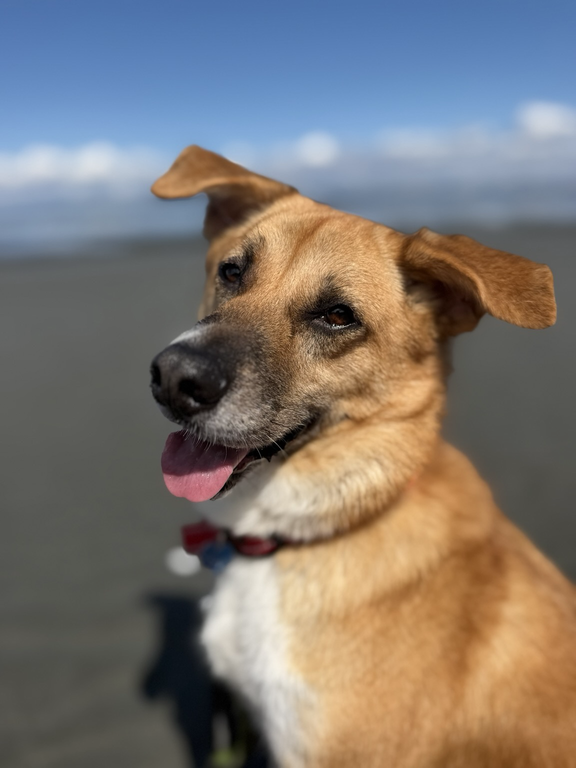 A black nose brown fur dog smiling with his tongue out. He is looking slightly off the camera. The beach is in the background but focus is completely on him.