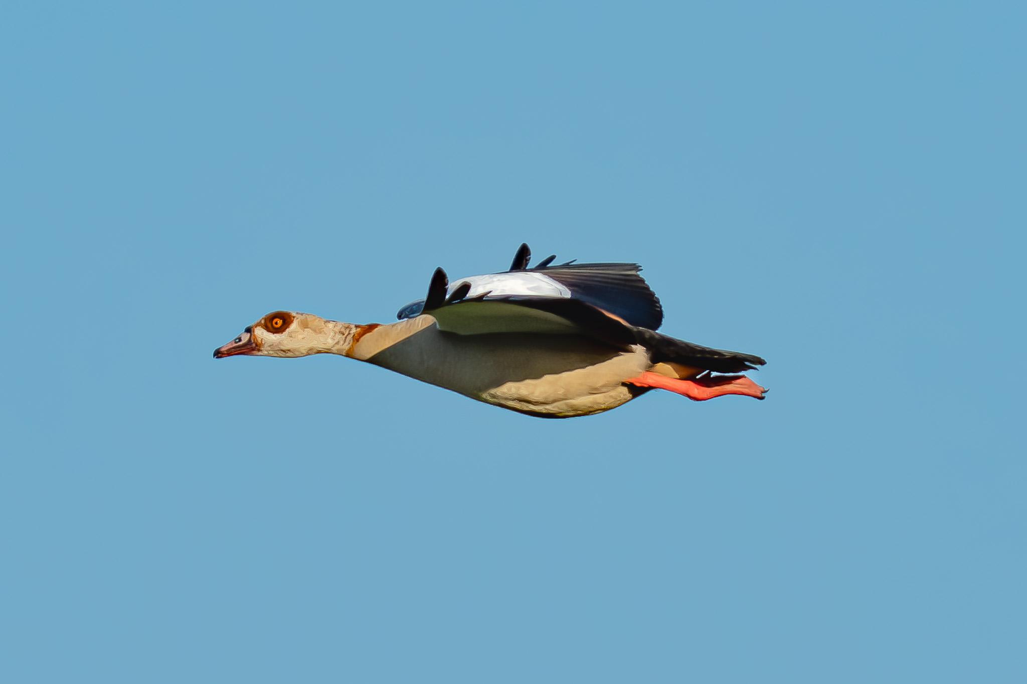 An Egyptian goose flies sideways across the blue sky, its wings spread flat. The tips of its longest flight feathers are curled upwards.