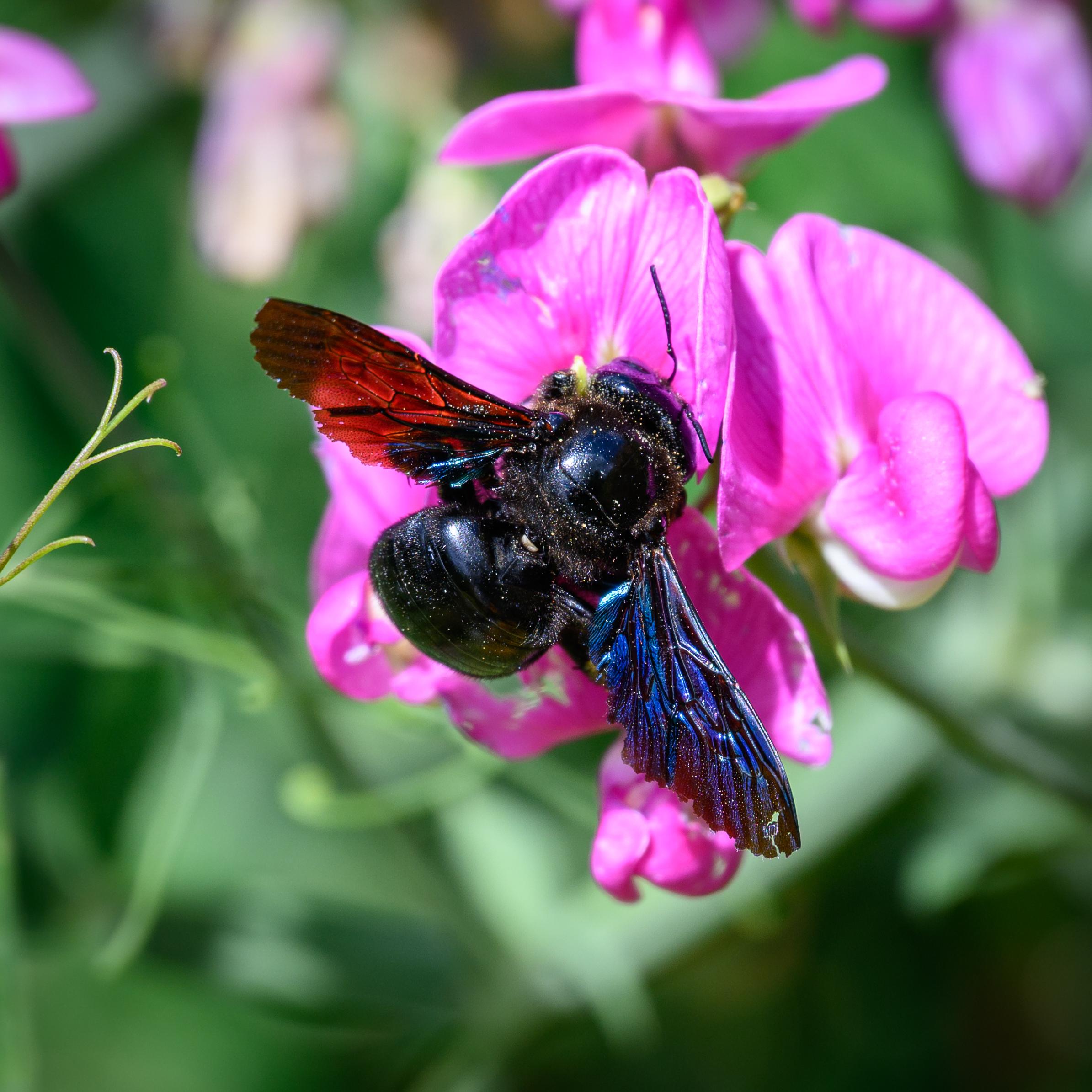A large shiny black bee feeding from a pink sweetpea flower. The left wing is backlit and a dark red amber, while the right wing is frontlit and is a shiny metallic blue.