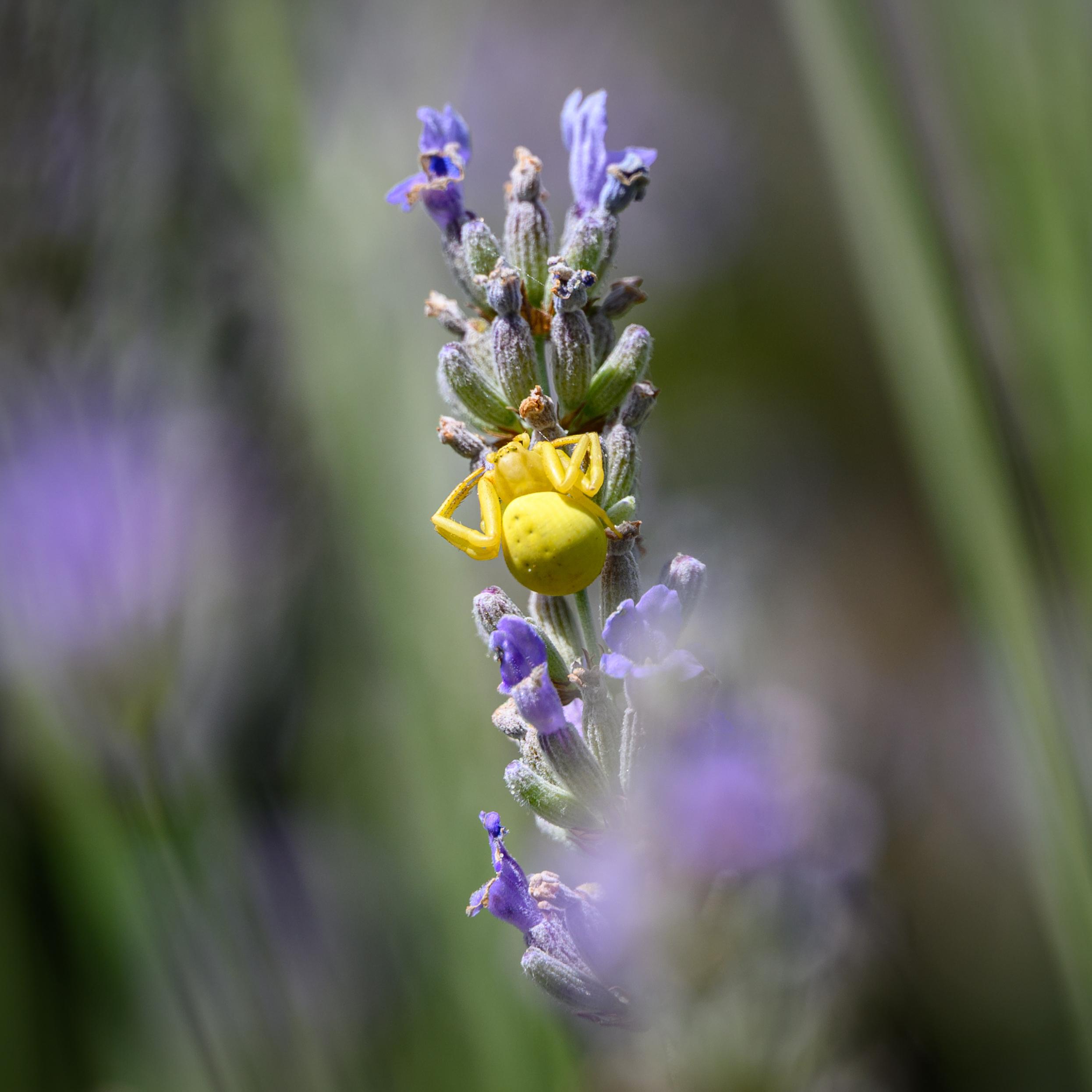 A large yellow crab spider with its legs drawn up around it, holding on to a lavender stem.