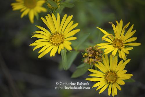 Five bright yellow flowers, that look like big daisies, surrounded by dark greenery.