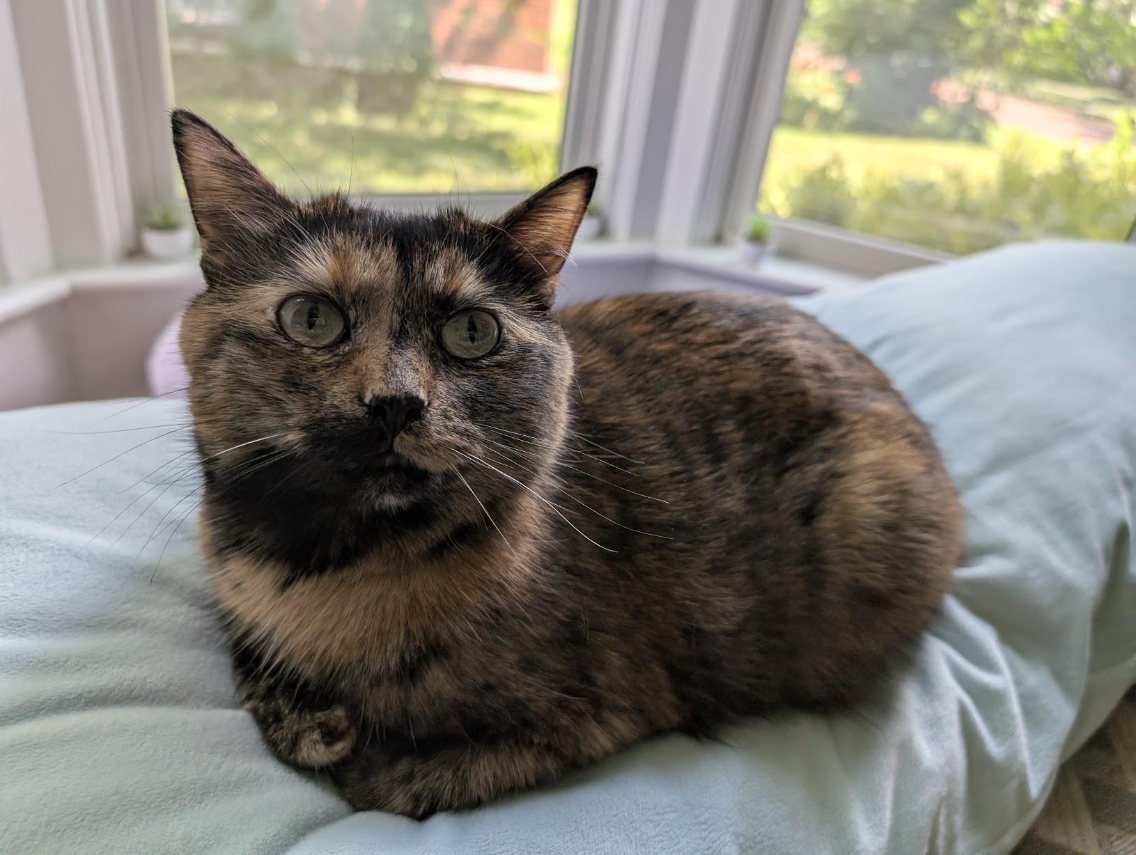 Photo of Soot, a torbie cat sitting in "loaf position" with her little paws curled up under her dang self.