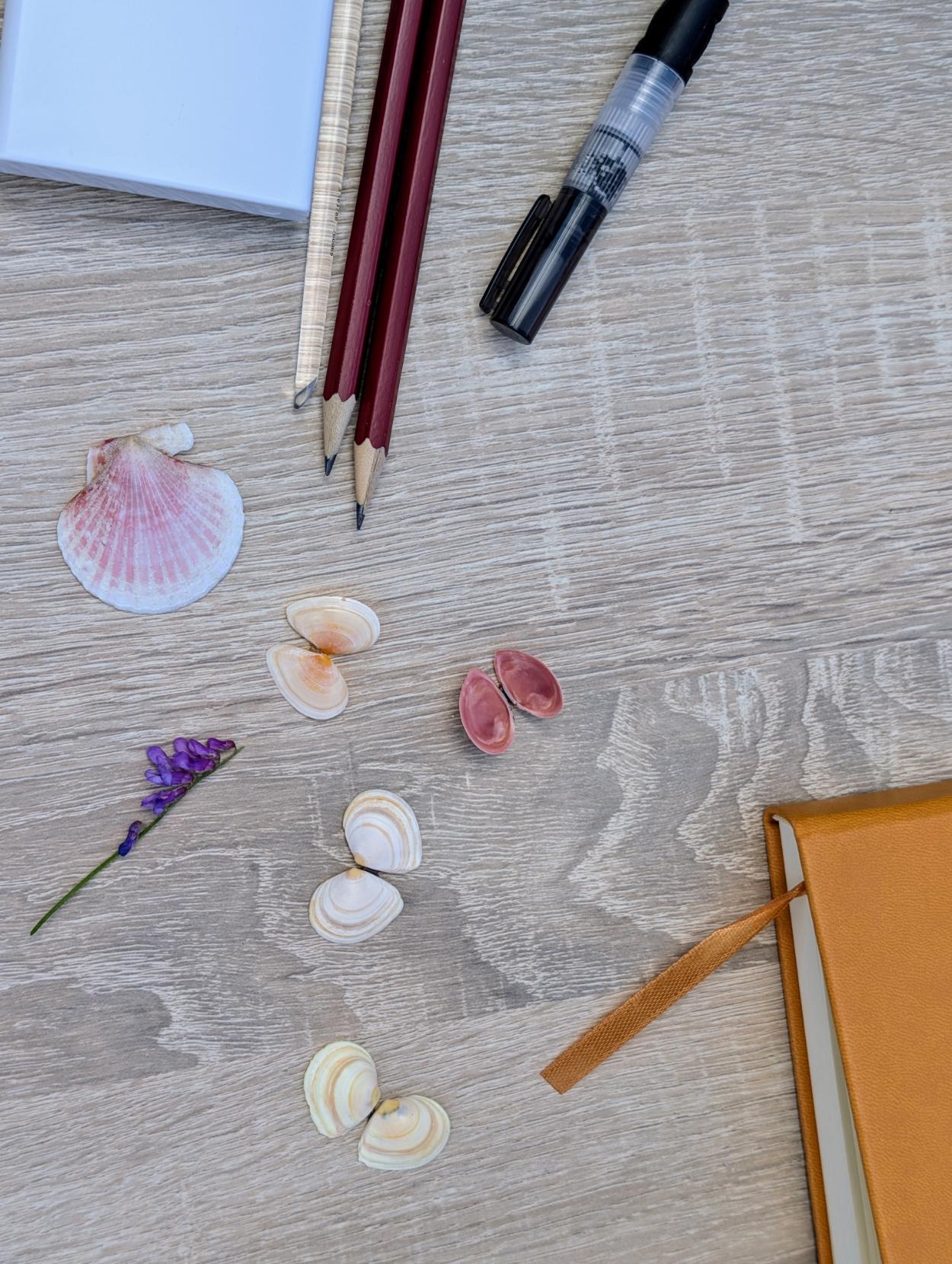 Schelpen, vogelwikke, potloden en schetsboek op de tafel
