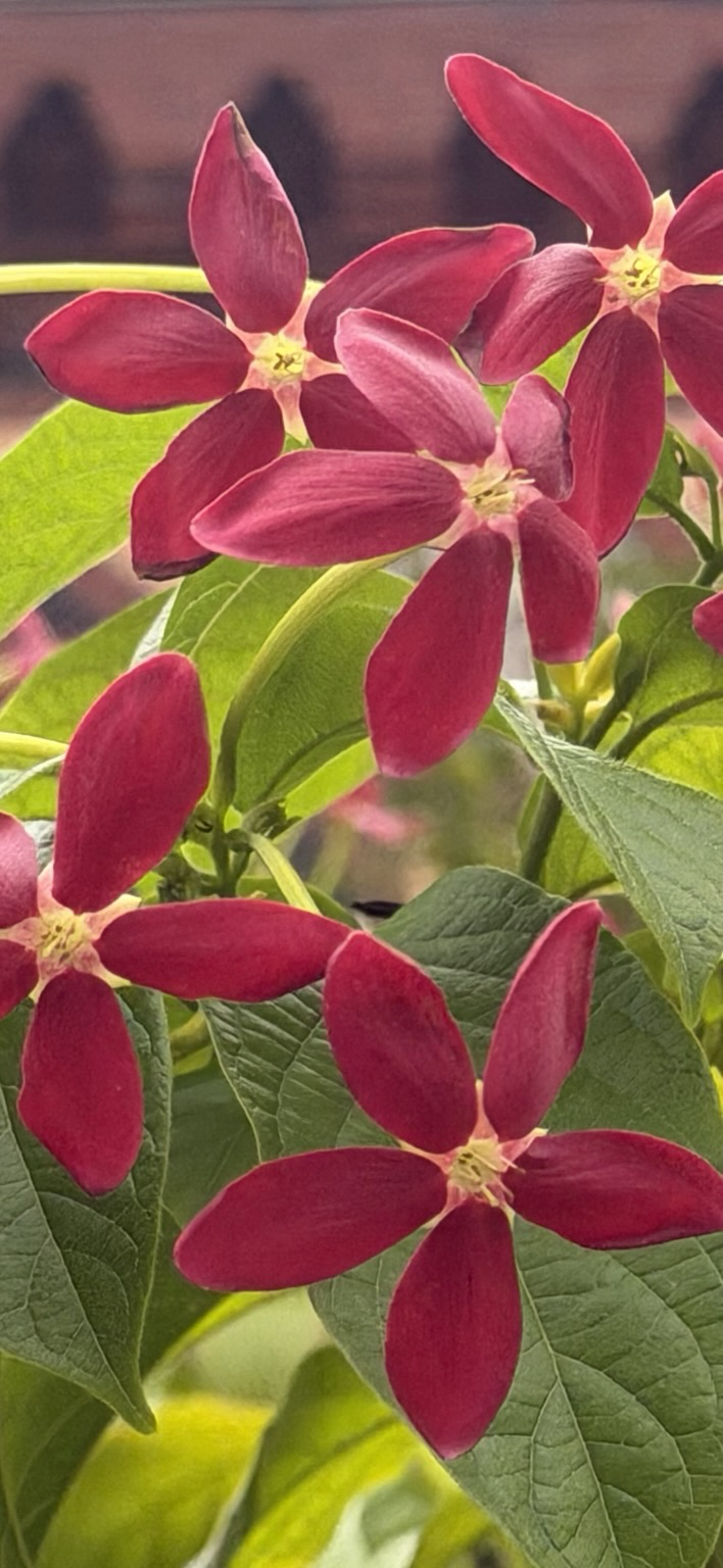 Red, five-petaled flowers with light centers.