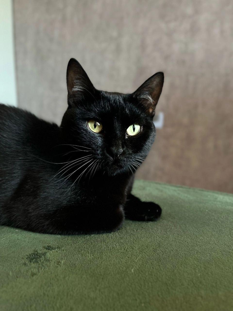 A sleek black cat with bright green eyes rests in a relaxed loaf position on a soft olive-green blanket. The cat gazes attentively toward the camera, its glossy coat catching the light against a softly blurred neutral background.