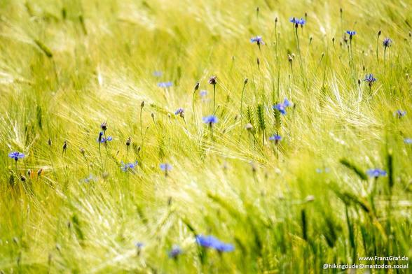 This image captures a serene and idyllic meadow scene, evoking a sense of natural beauty and tranquility. The foreground is dominated by a sea of tall, golden grass swaying gently in the breeze. The grass, with its light green and golden hues, creates a textured and vibrant tapestry that stretches across the image.

Scattered throughout the meadow are delicate **blue cornflowers**, their vibrant petals adding pops of color and a sense of life to the scene. The cornflowers stand tall on thin ste…