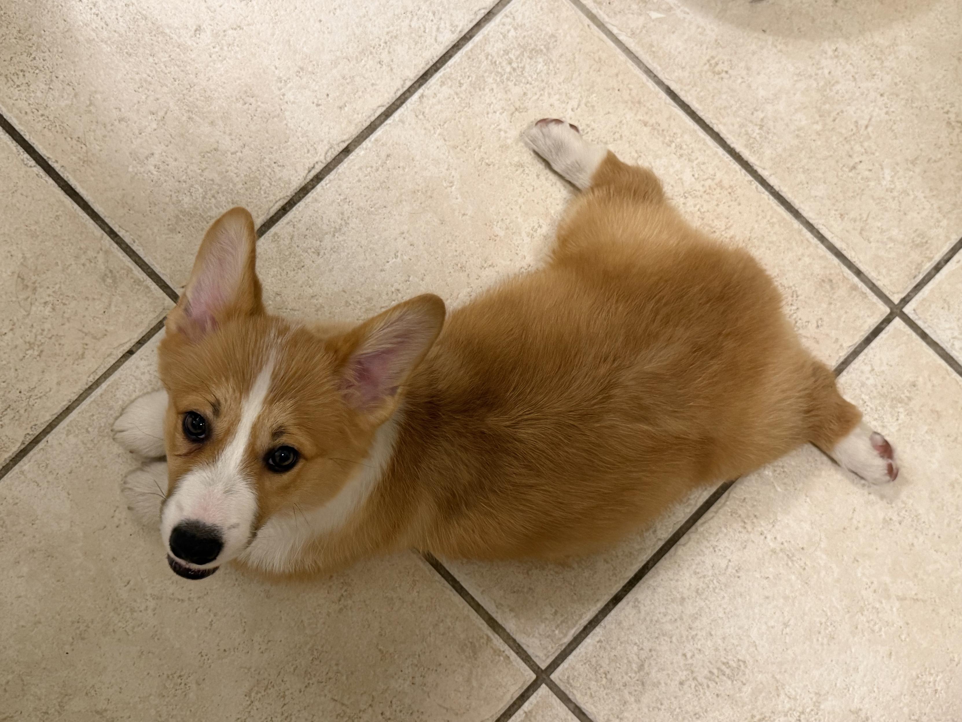 Mini loaf with legs splayed