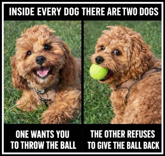 Inside every dog are two dogs. One that wants you to throw the ball and the other that refuses to give the ball back.