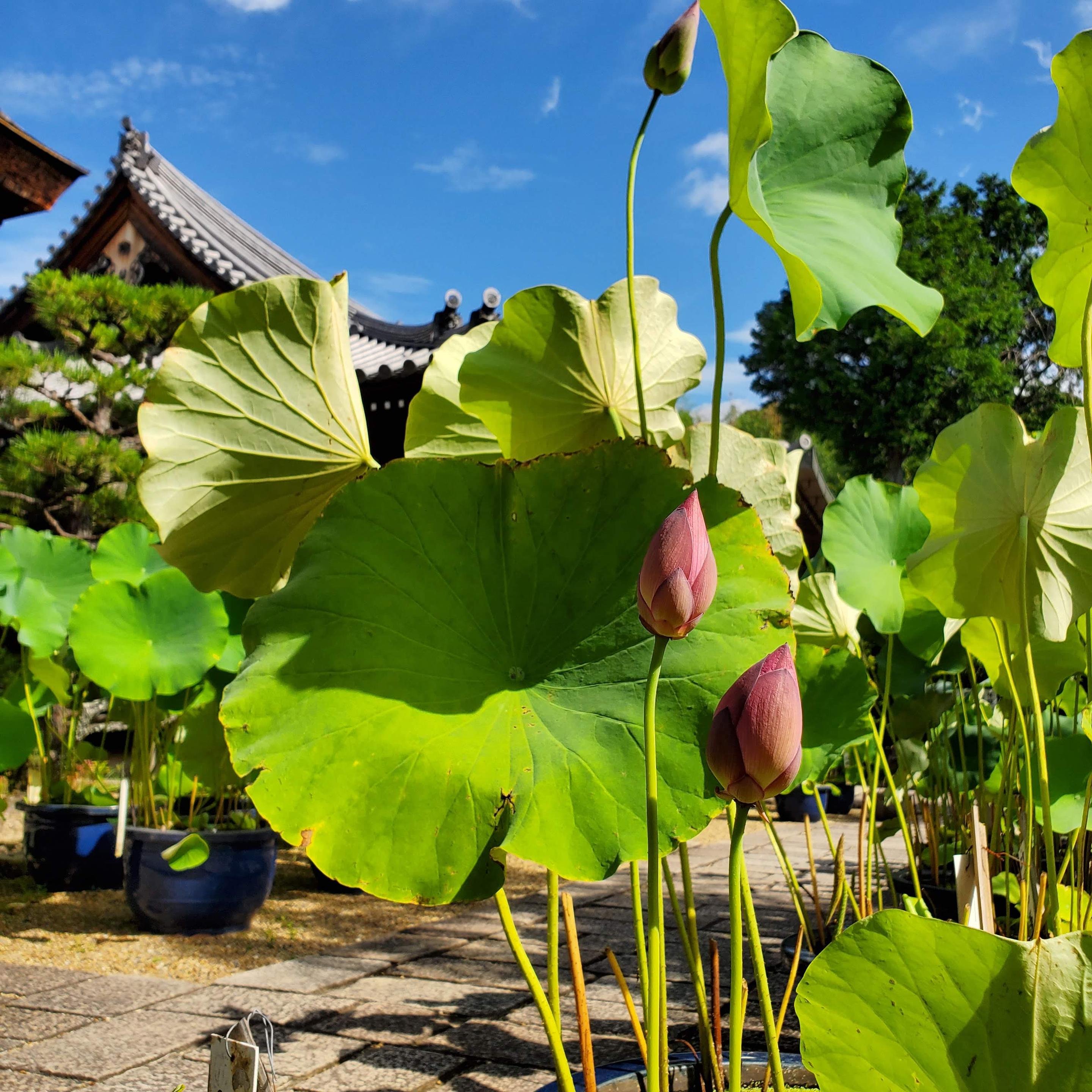 Hokongo-in is famed for its lotus pond, but also the huge variety of lotuses collected in pots from all over the world.