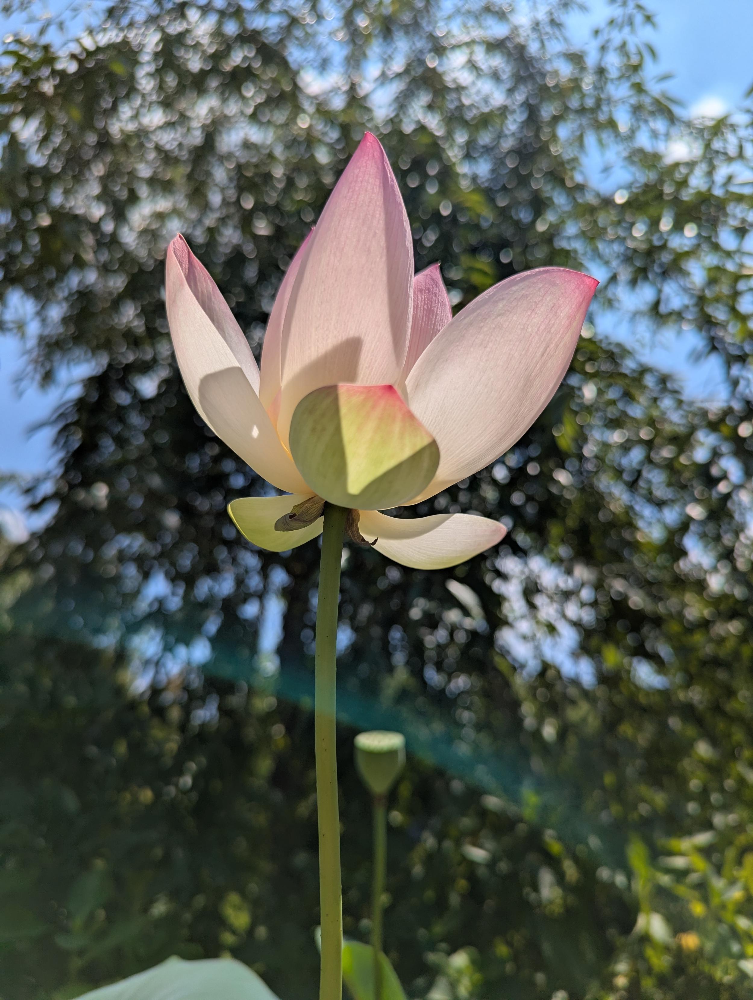 Hokongo-in is famed for its lotus pond, but also the huge variety of lotuses collected in pots from all over the world.