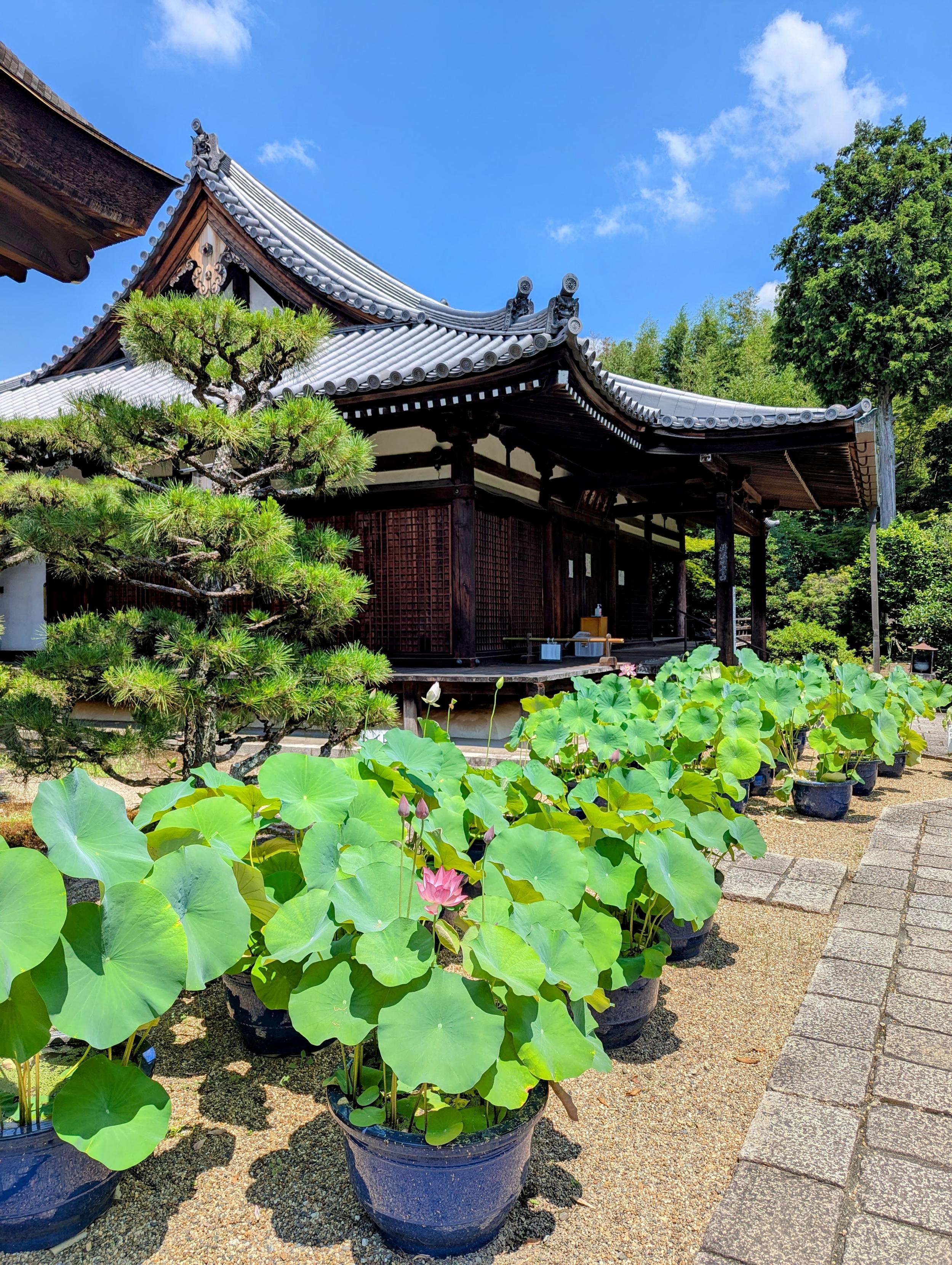 Hokongo-in is famed for its lotus pond, but also the huge variety of lotuses collected in pots from all over the world.