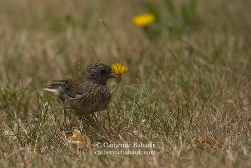 A small brown baby bird on the dry grass. There is a small yellow flower behind them and they are about the same size. Very small.