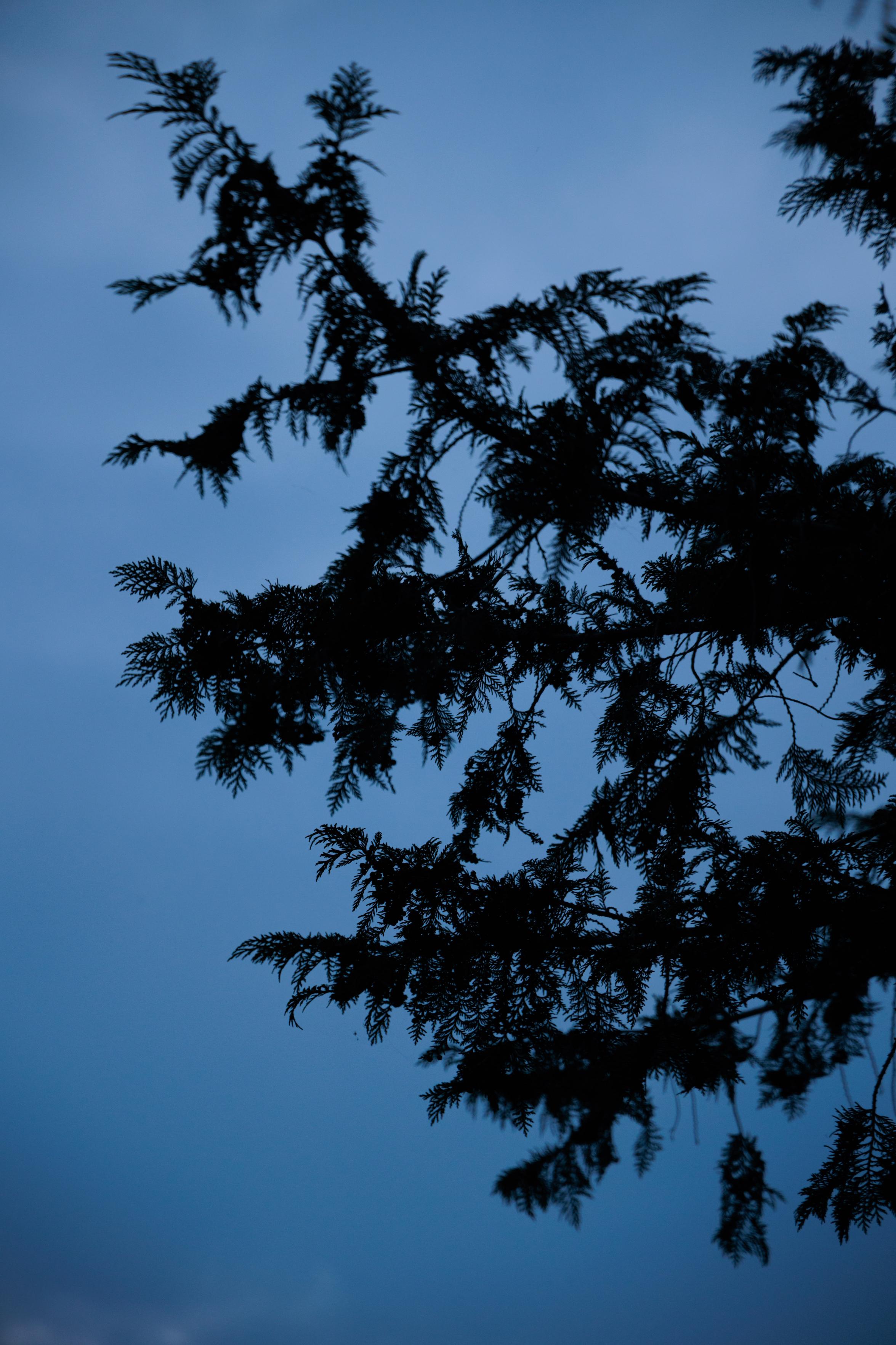 Silhouetted evergreen tree branches against a dim, blue evening sky.
