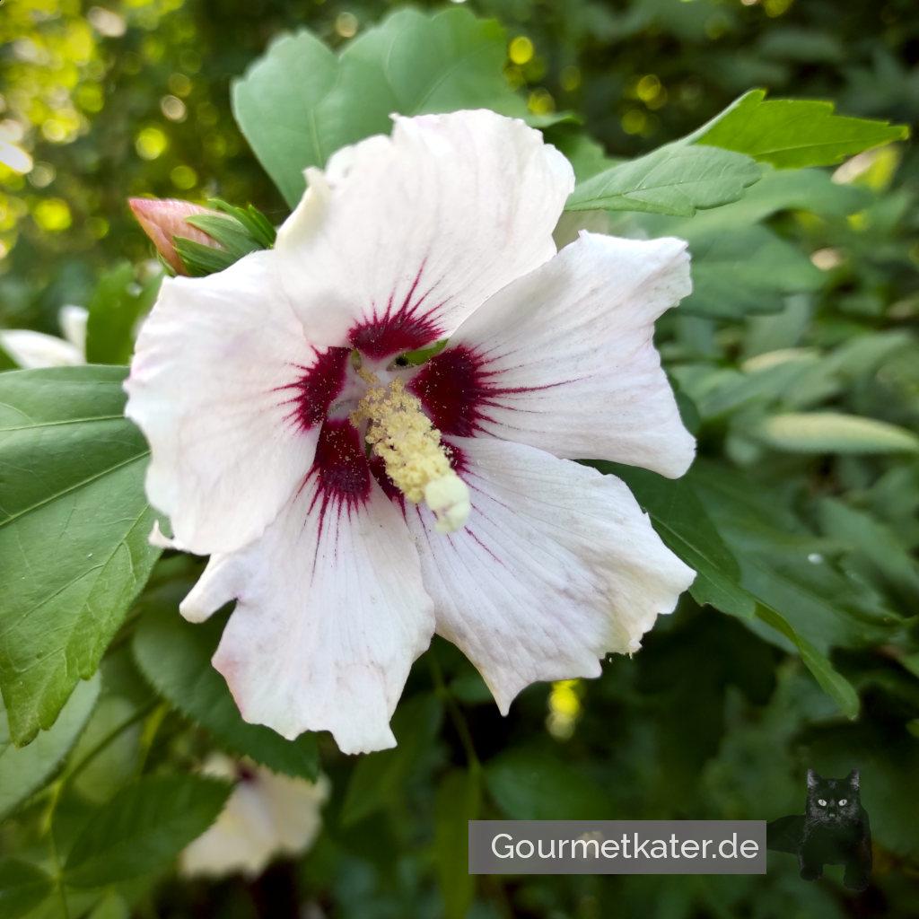 Hibiskus