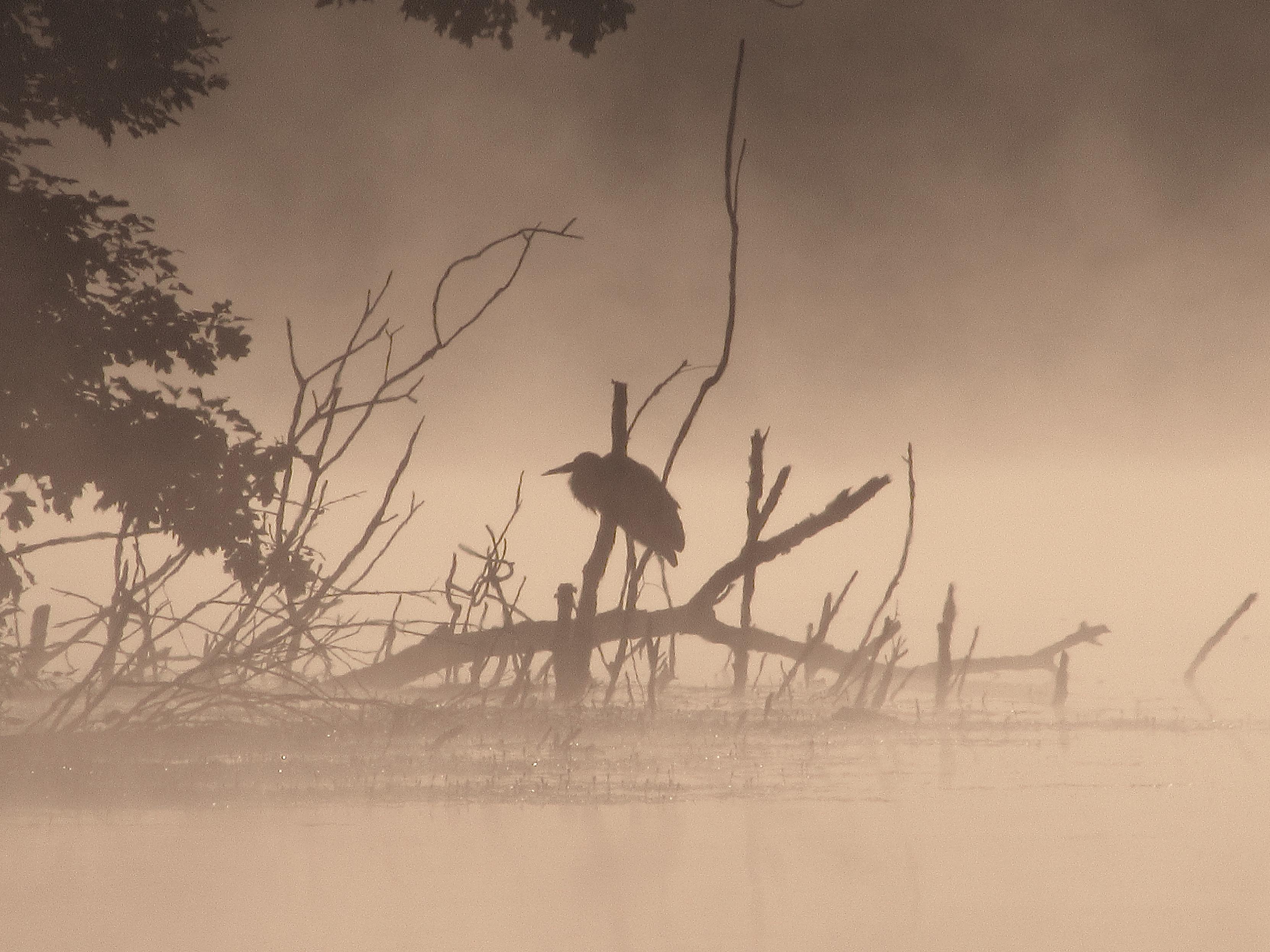 A great blue heron stands in silhouette at the end of a saturated shore of a lake surrounded by a tangle of broken branches on a foggy morning. A few leafy tree branches hang nearby.