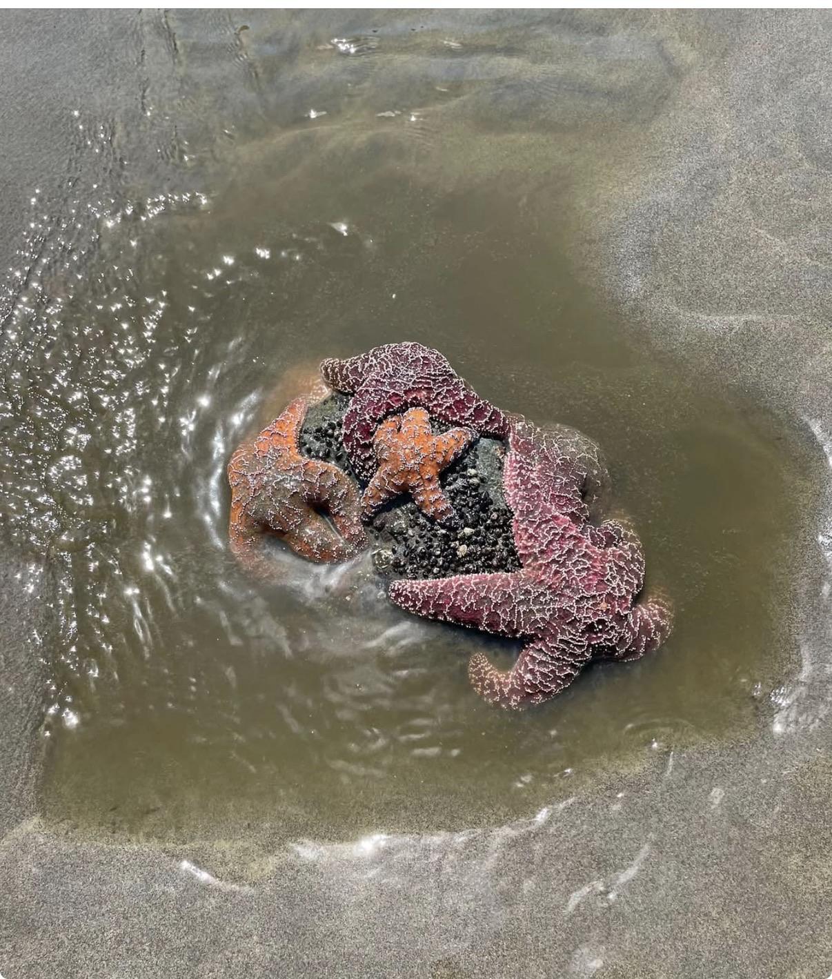 A cluster of starfish, including orange and purple varieties, resting on wet sand with small waves around them.