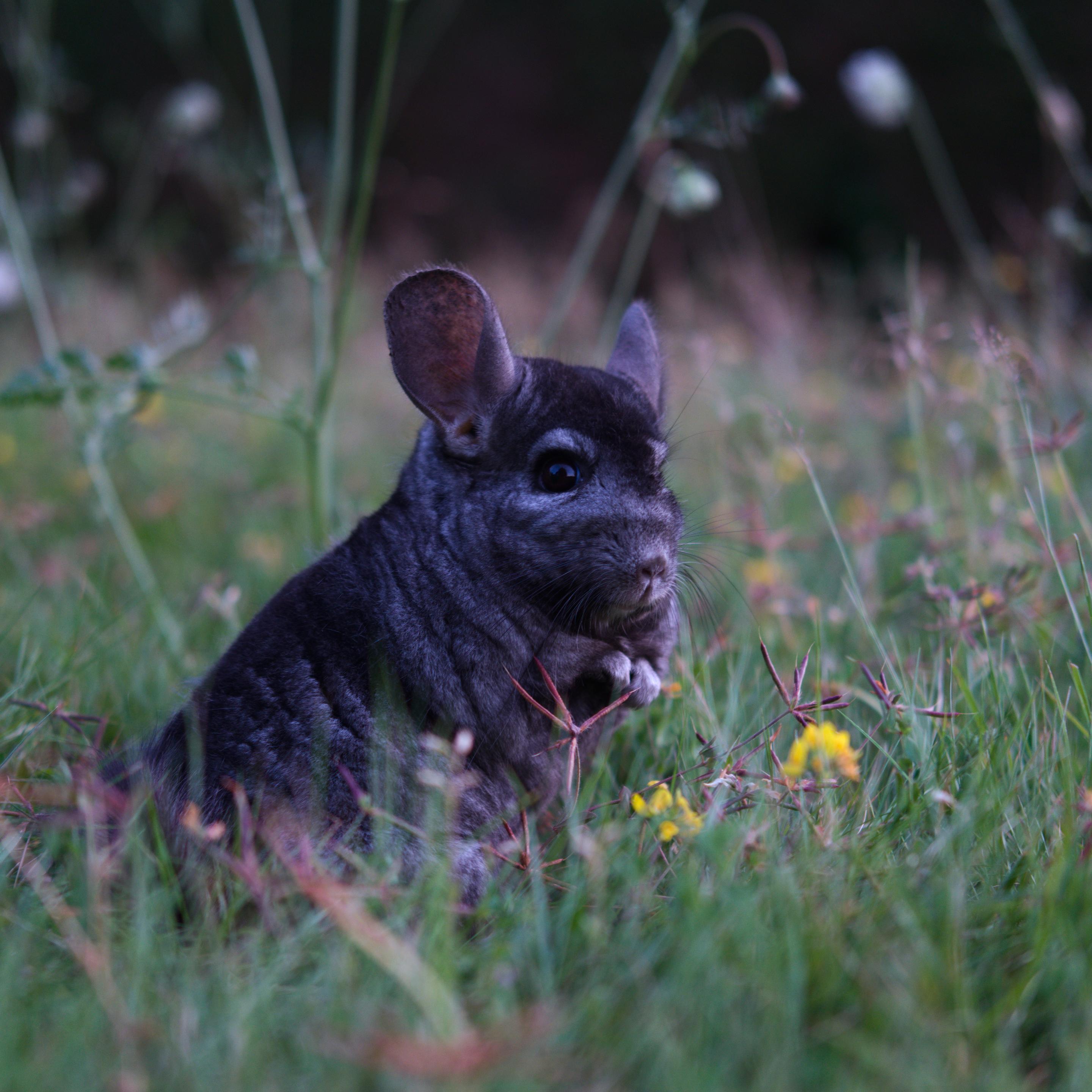 Photo de Gribouille l’inénarrable chinchilla dans l'herbe fleurie