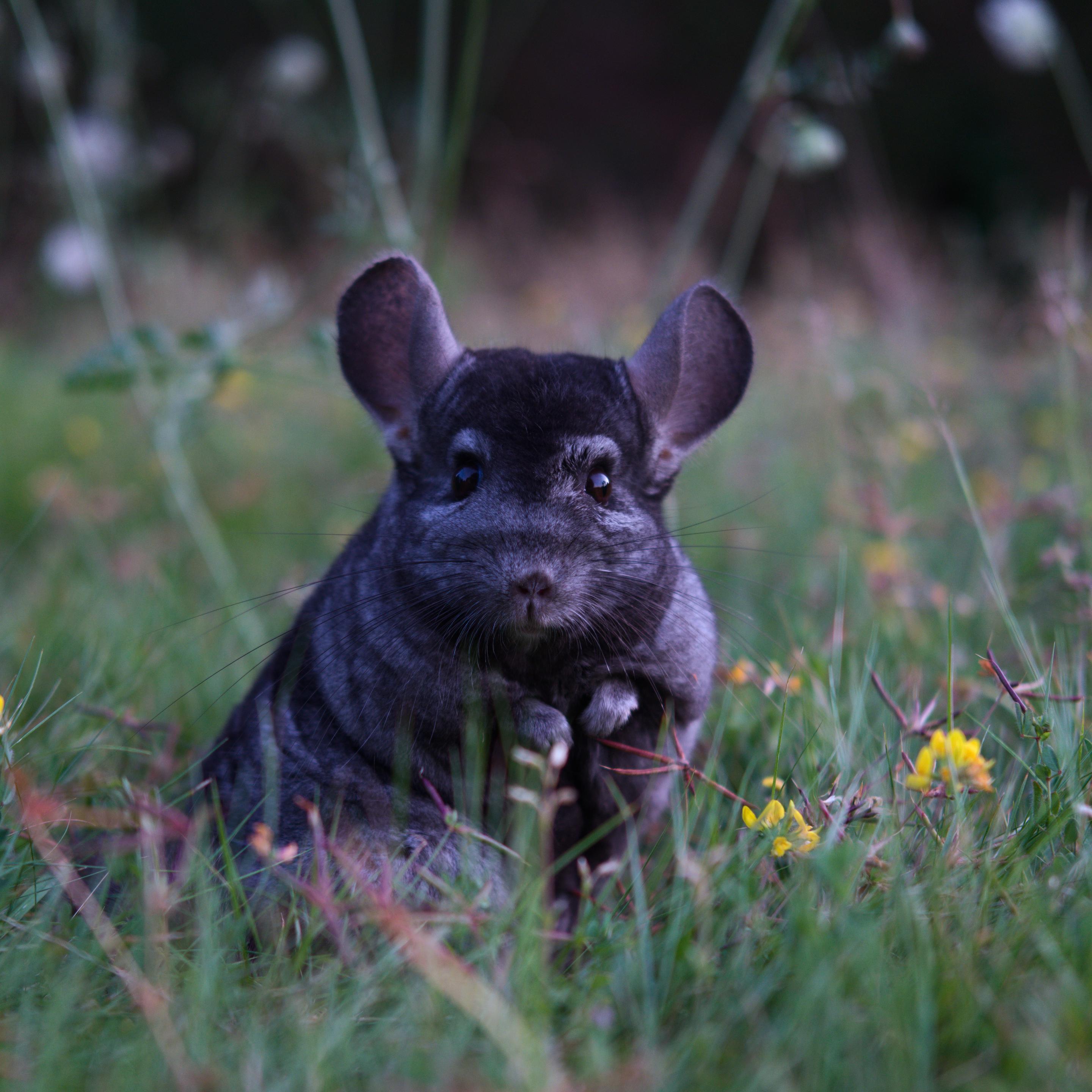 Photo de Gribouille la chinchilla bien connue de la pop culture regardant vers l'objectif debout dans l'herbe