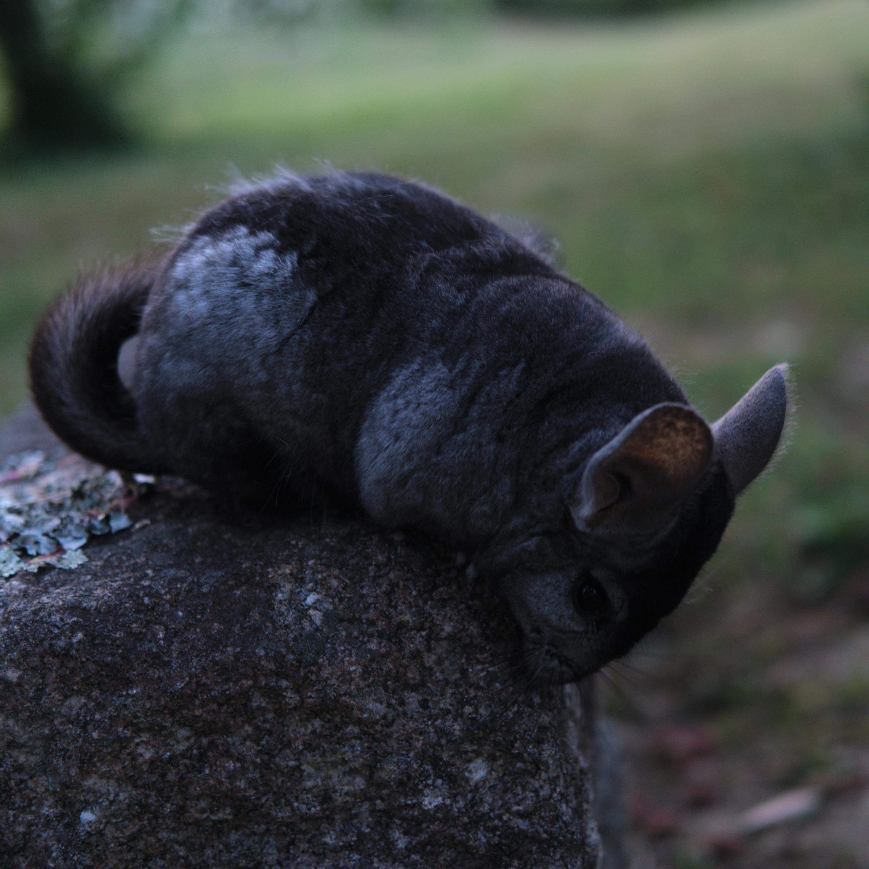 Photo de Gribouille la chinchilla pro de la varappe sur un banc en granit