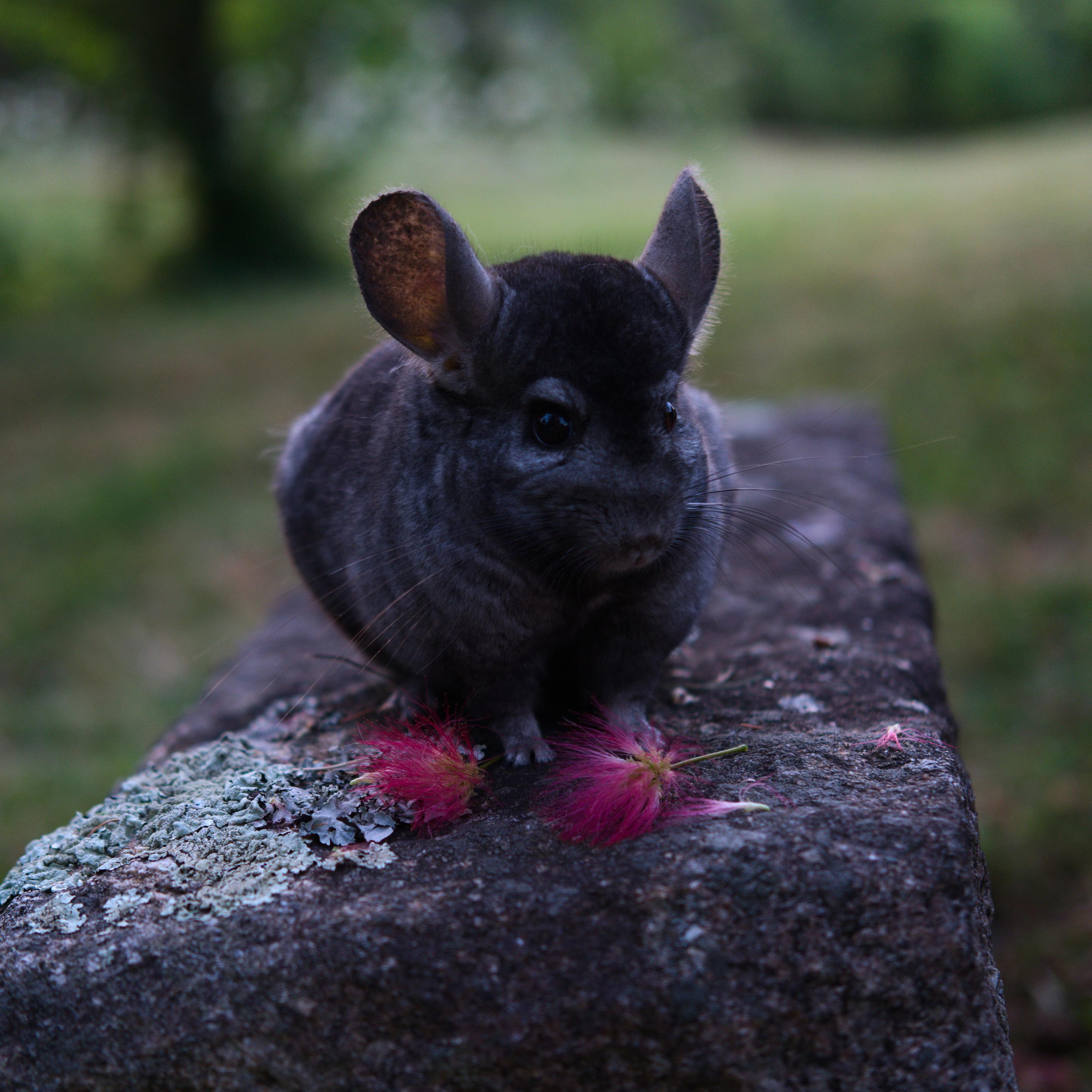 Gribouille la dodelinante chinchilla debout dur un banc en granit près de deux fleurs d'albizia