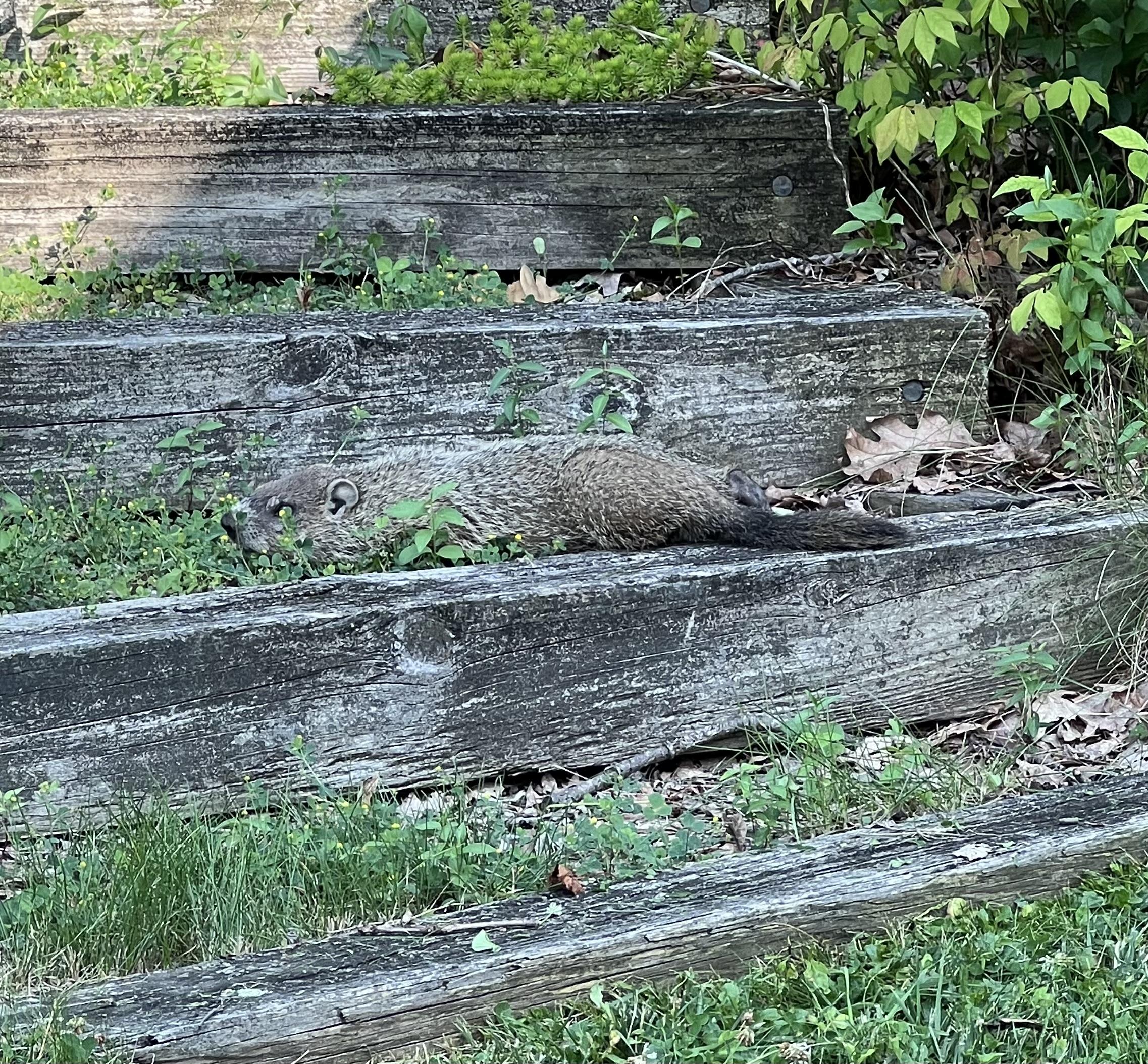 a groundhog stretched out on a wooden step in my garden, most likely to cool off. it appeared dead, but when I took a step closer, it leaped up and scrambled up the steps, jumped on top of a rock retaining wall, and through the bushes to its den.