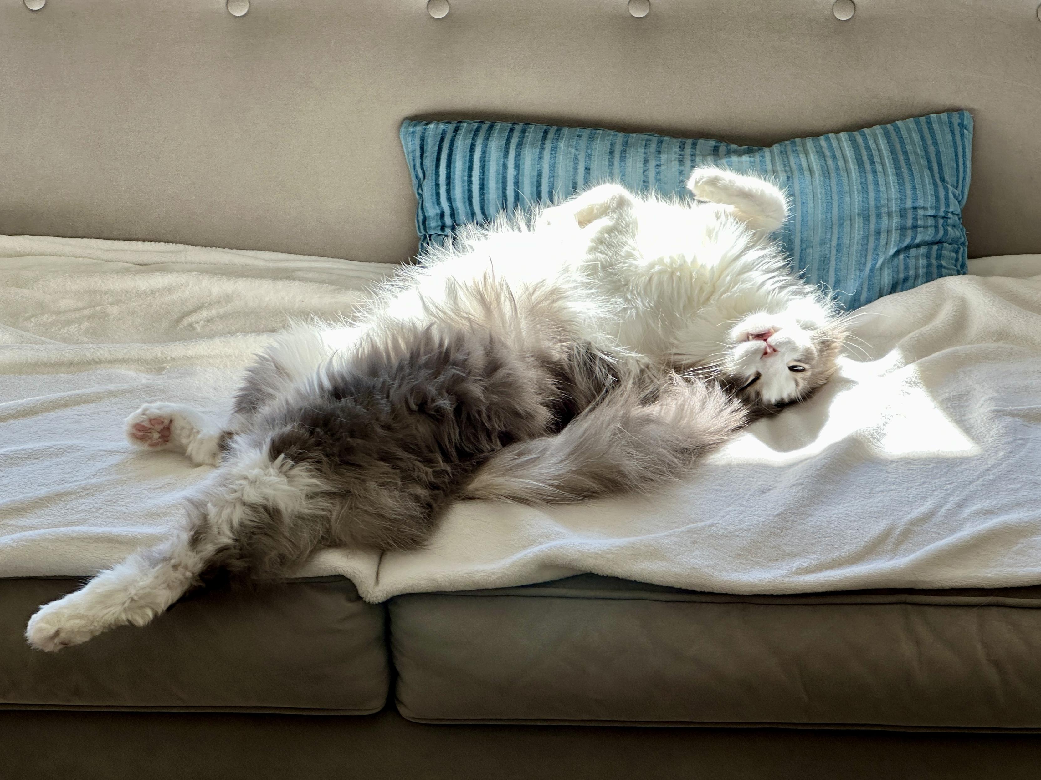 Thor, an angelic fluffy grey and white half-Ragdoll cat, lying upside down on his back, exposing his heavenly tummy fluff, on a cream blanket on a grey sofa, as the afternoon light hits his chest and face. He looks absolutely blissful.