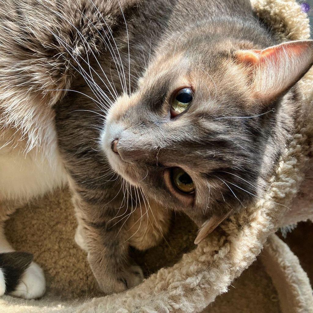 A large gray tabby cat with a white underside is starting to rise from his cinnamon roll shape that the round cat shelf, with walls, he had fitted himself into. His large head is being lifted by the front left leg which is getting straighter, while his tail tip of black is seen between his white socked feet.