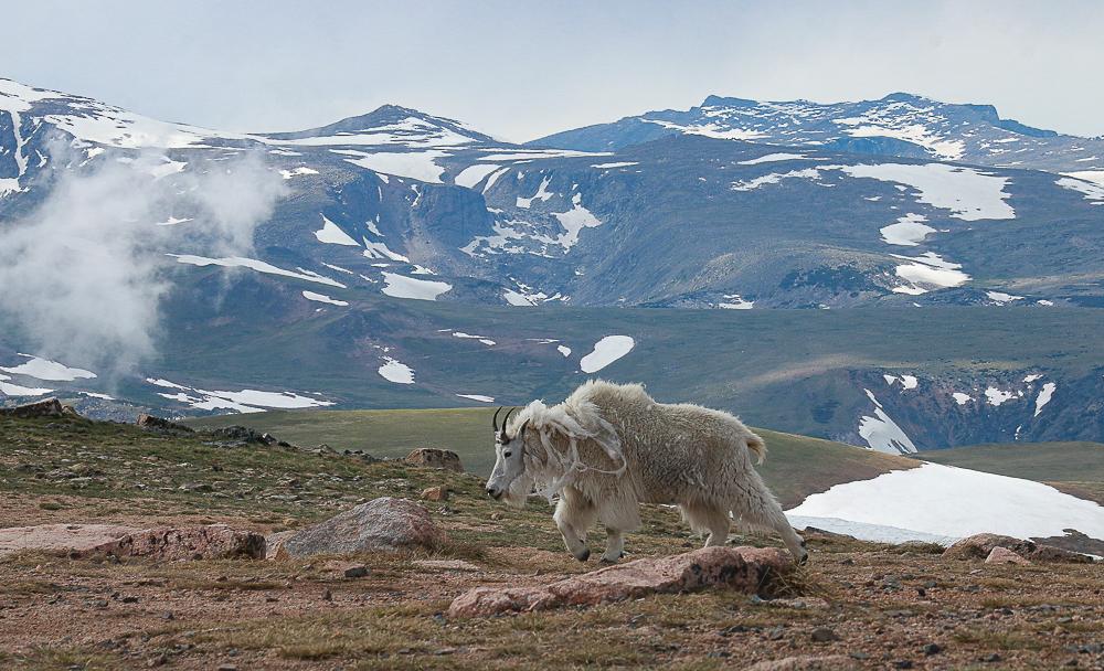 A mountain goat strides purposefully across a plateau, with a view of snow hills behind her